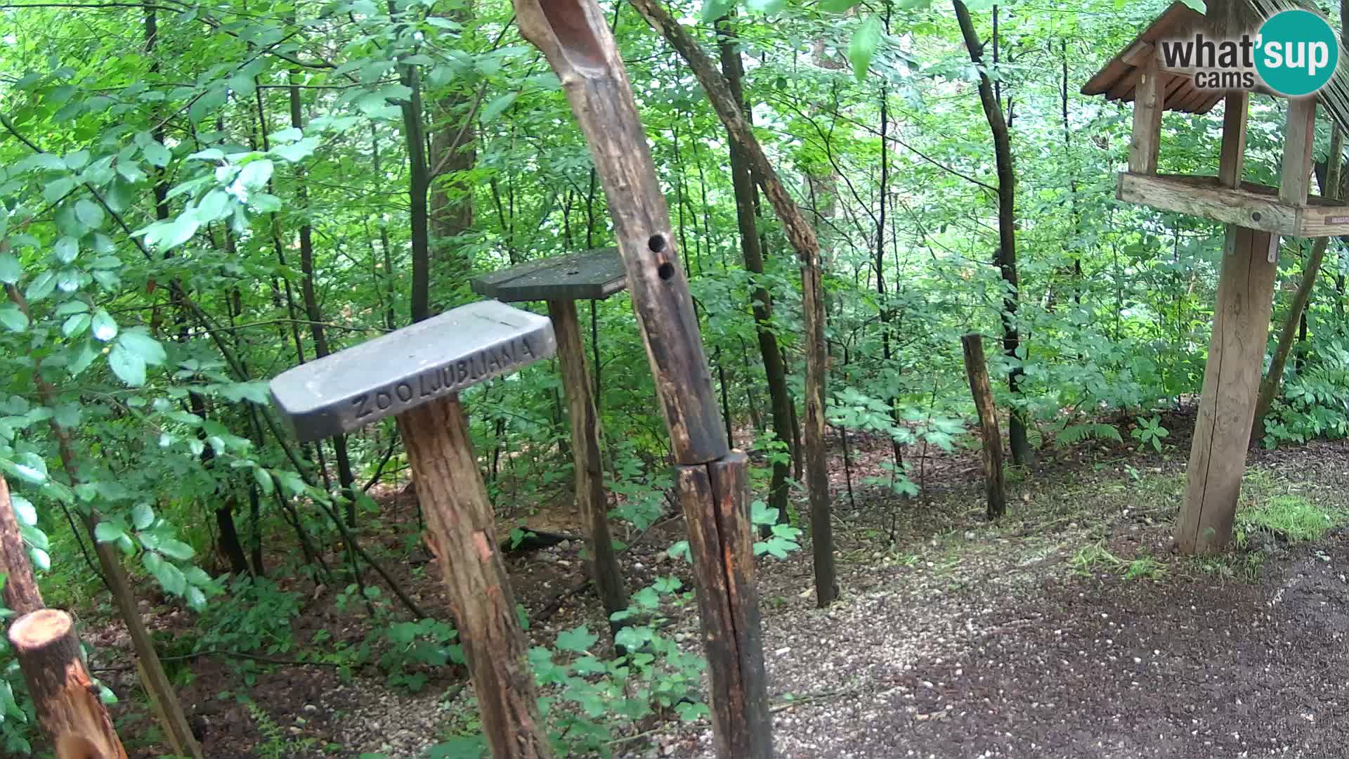Bird feeders at ZOO Ljubljana webcam