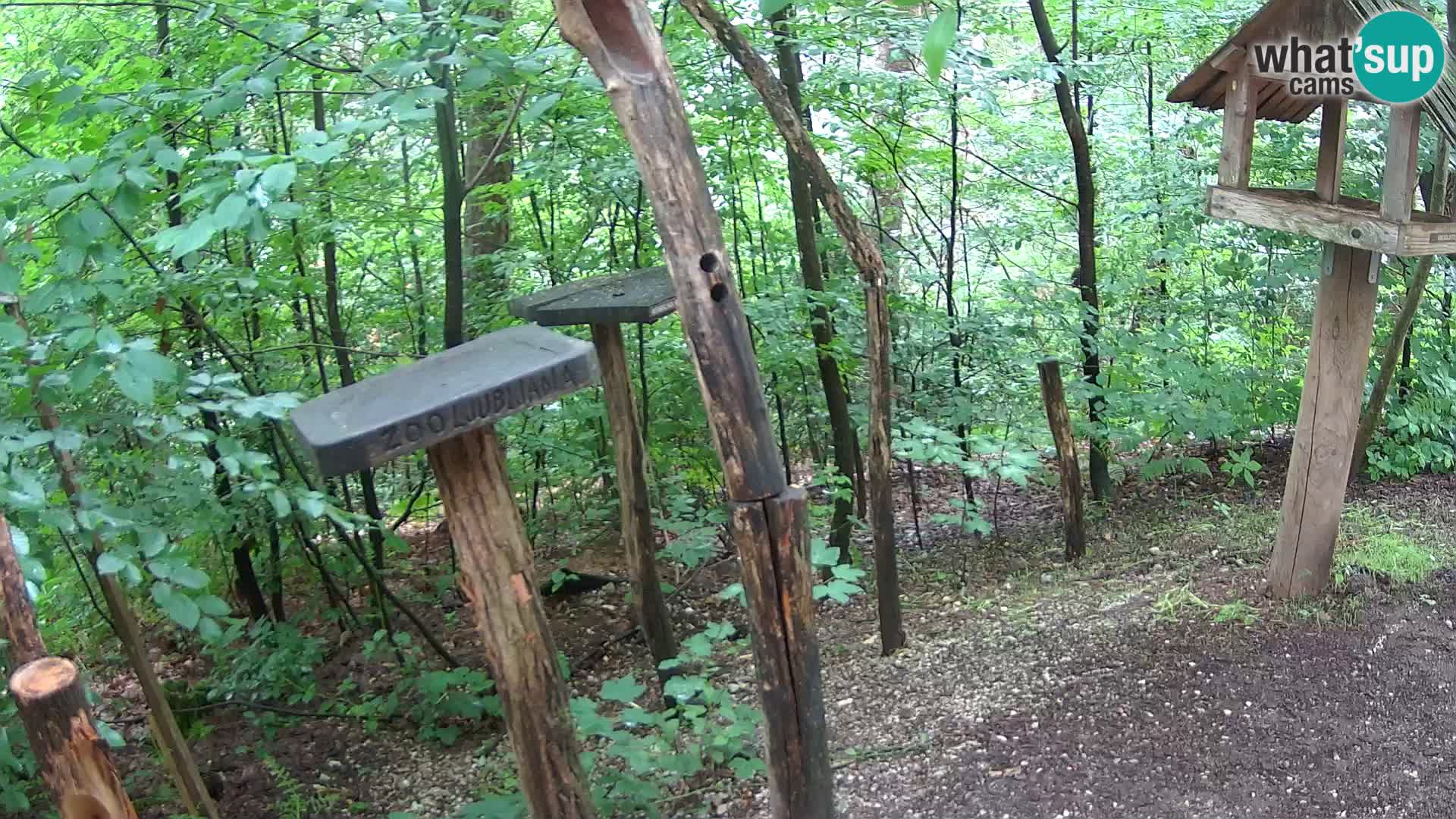 Hranilice za ptice u ZOO web kamera Ljubljana