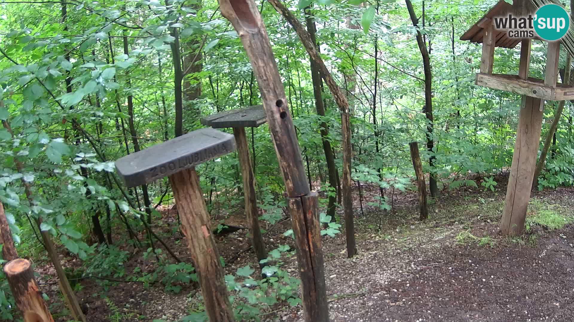 Hranilice za ptice u ZOO web kamera Ljubljana