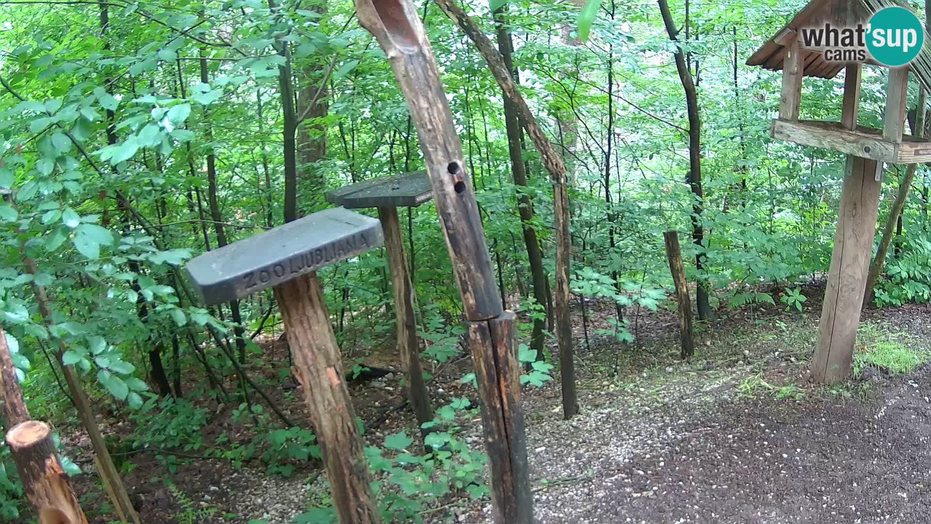 Mangeoires pour oiseaux au ZOO live webcam Ljubljana