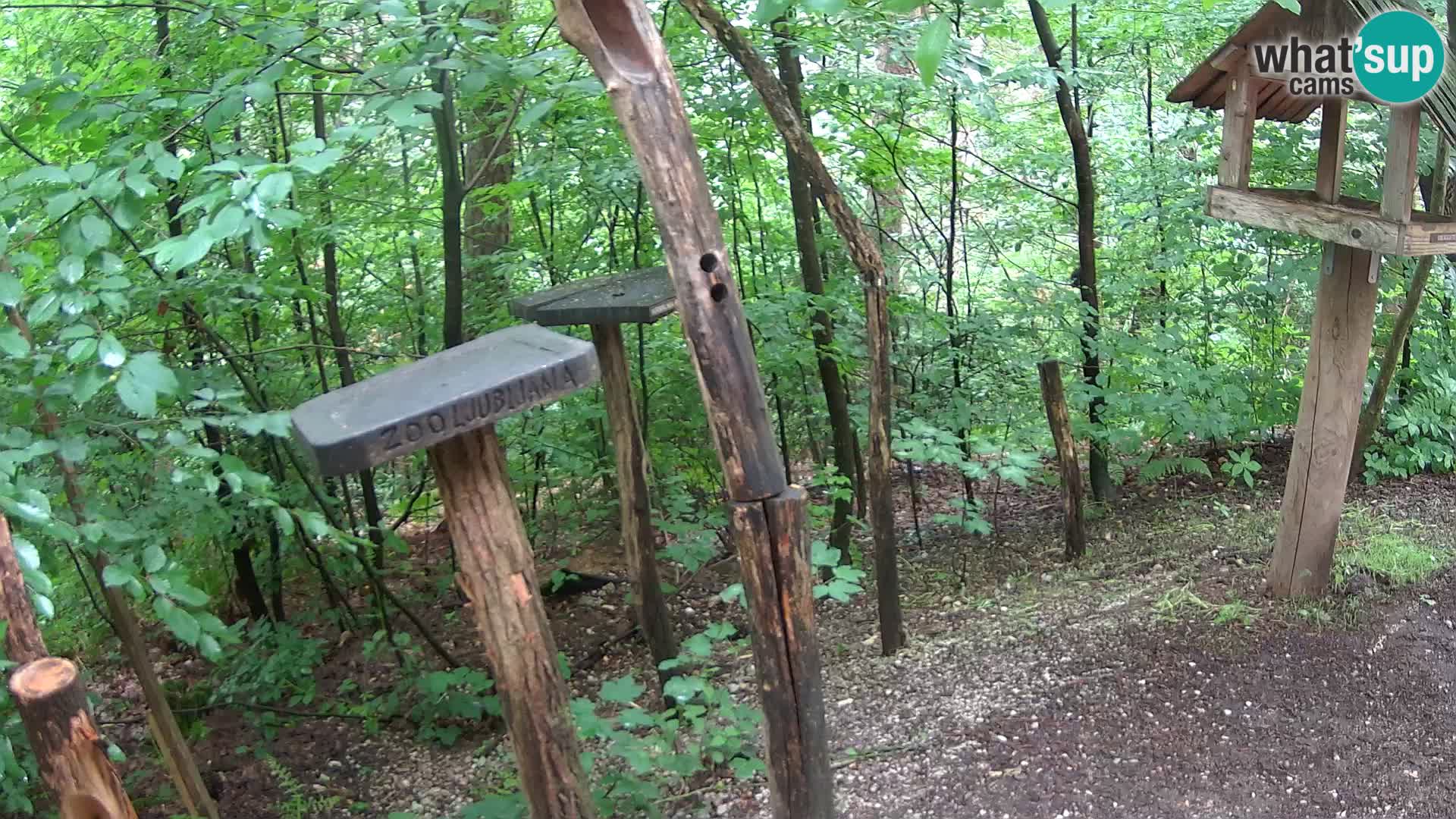 Comederos para pájaros en ZOO Ljubljana camera en vivo