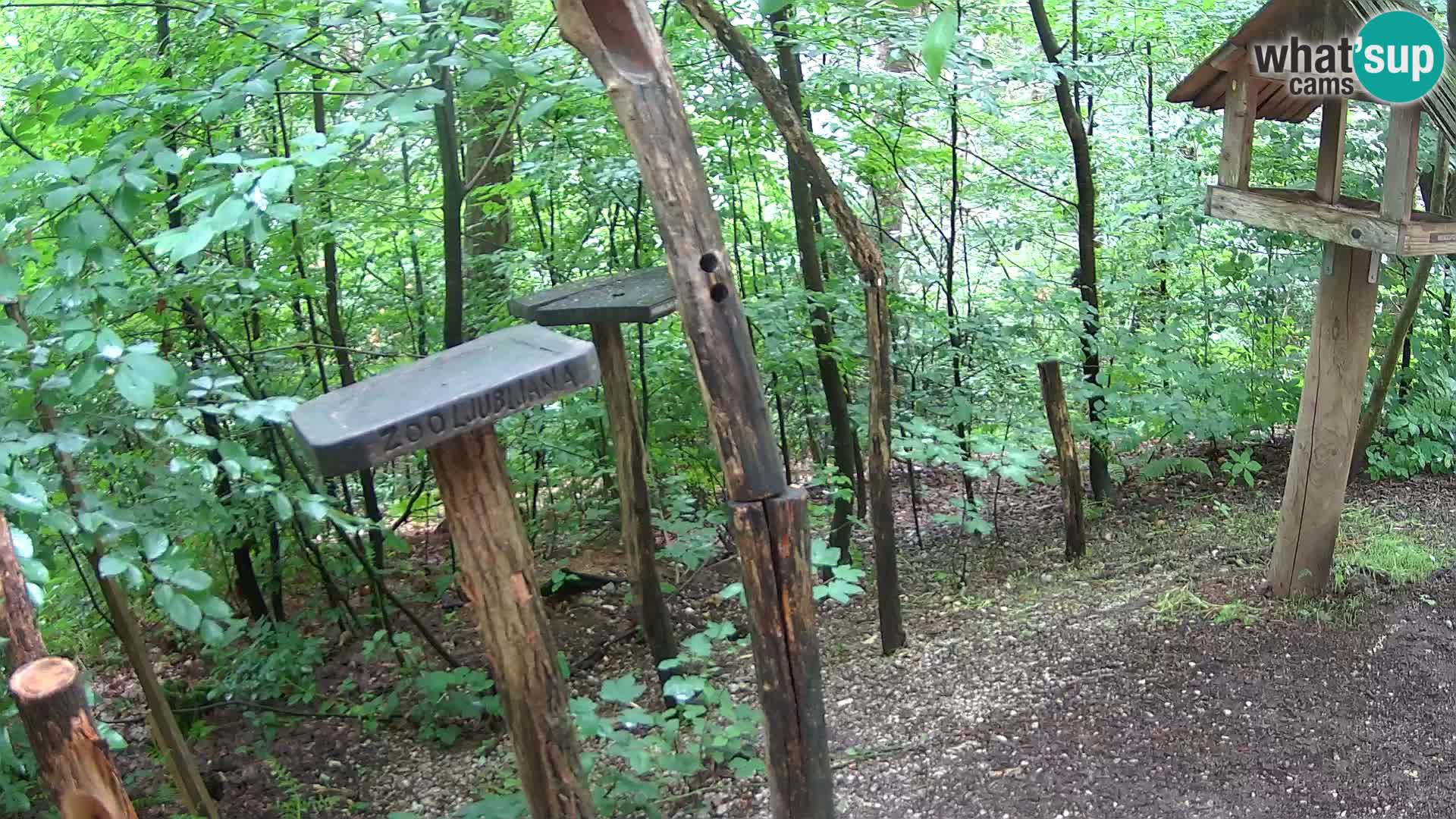 Mangiatoie per uccelli allo ZOO di Lubiana livecam