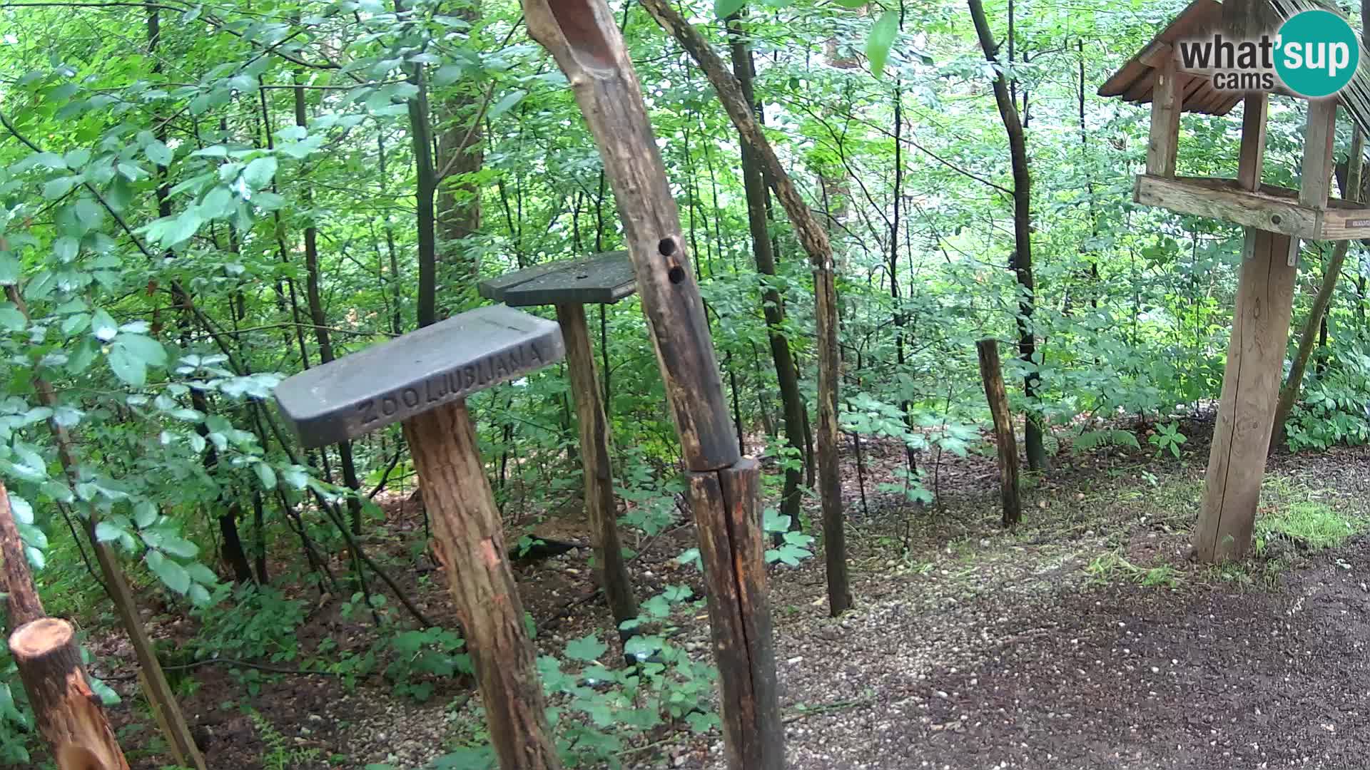 Mangeoires pour oiseaux au ZOO live webcam Ljubljana