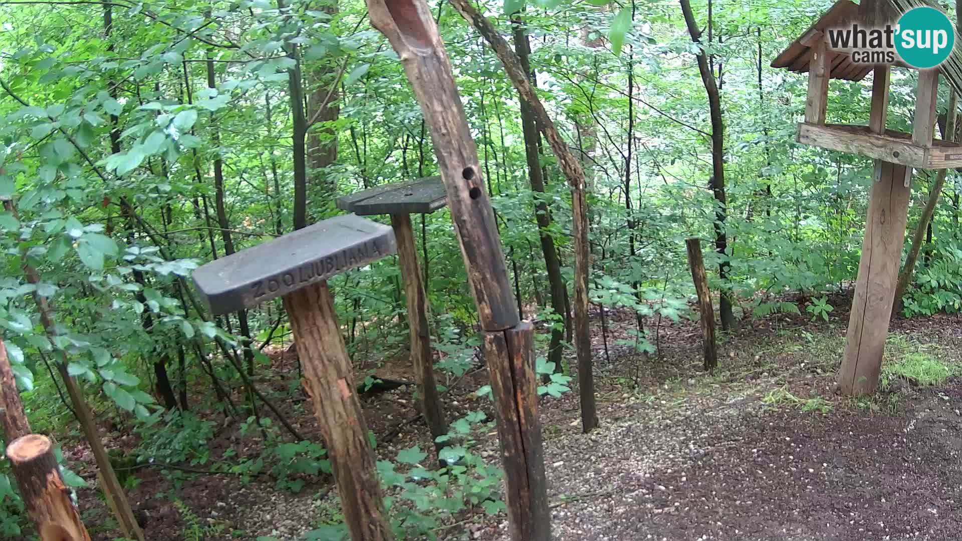 Mangeoires pour oiseaux au ZOO live webcam Ljubljana
