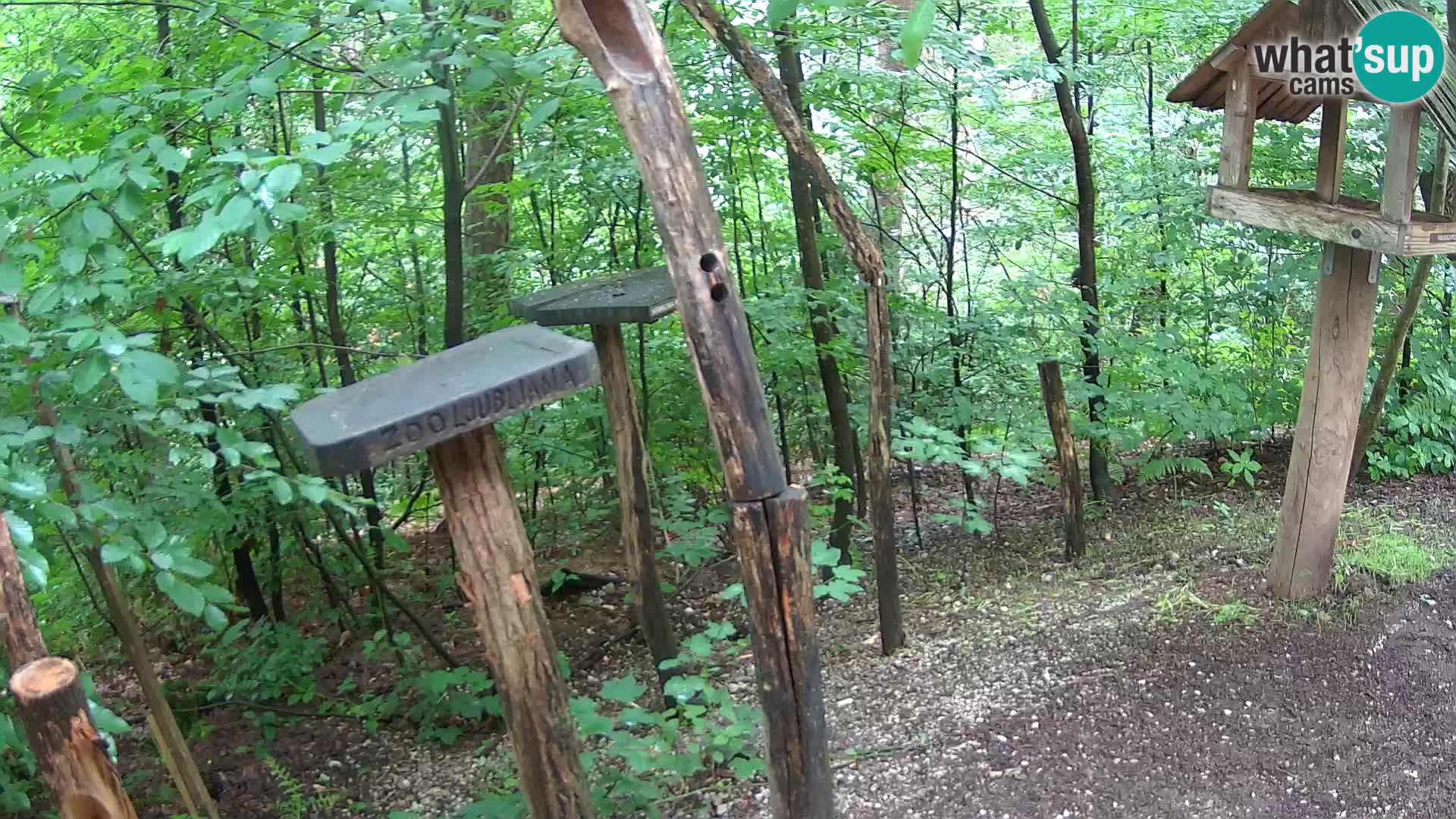 Mangeoires pour oiseaux au ZOO live webcam Ljubljana