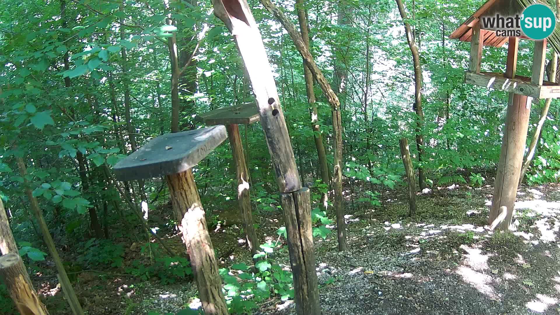 Krmilnice za ptiče v ZOO Ljubljana spletna kamera