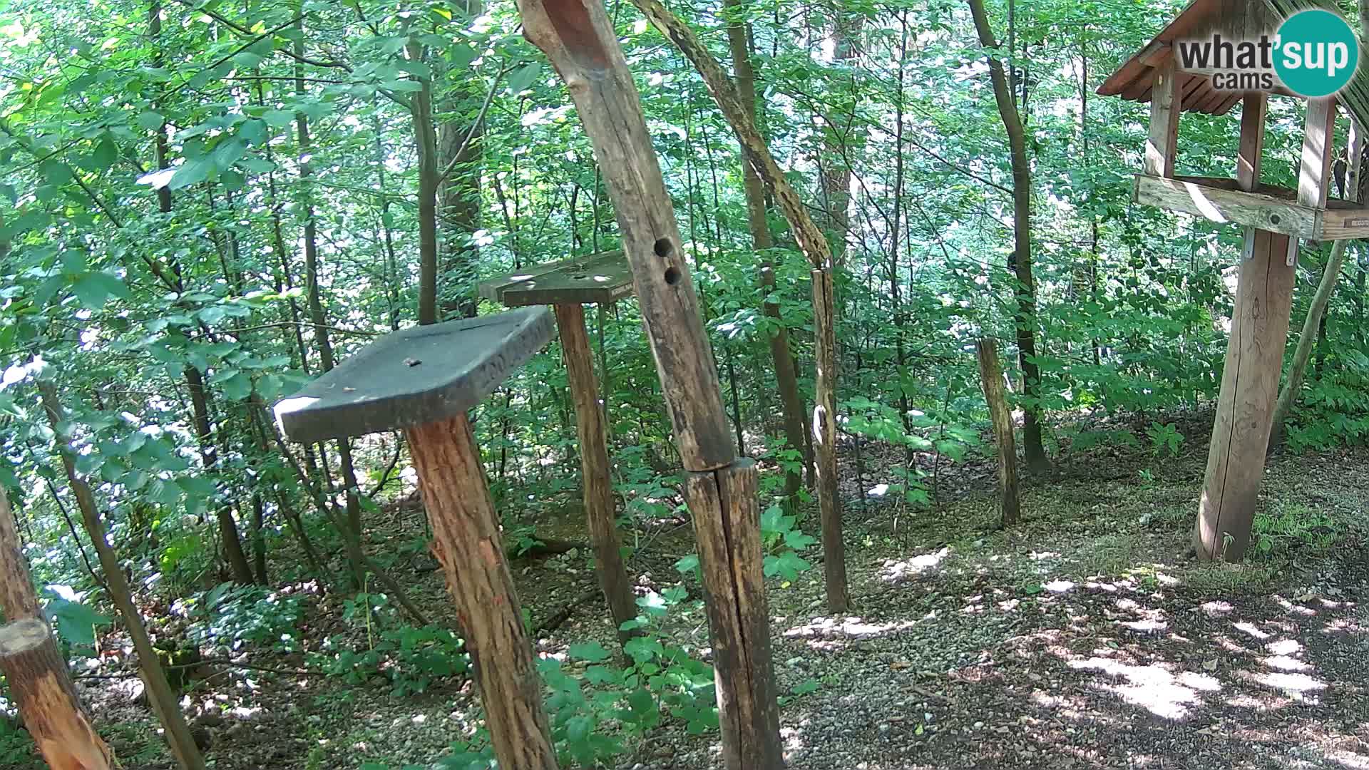 Comederos para pájaros en ZOO Ljubljana camera en vivo