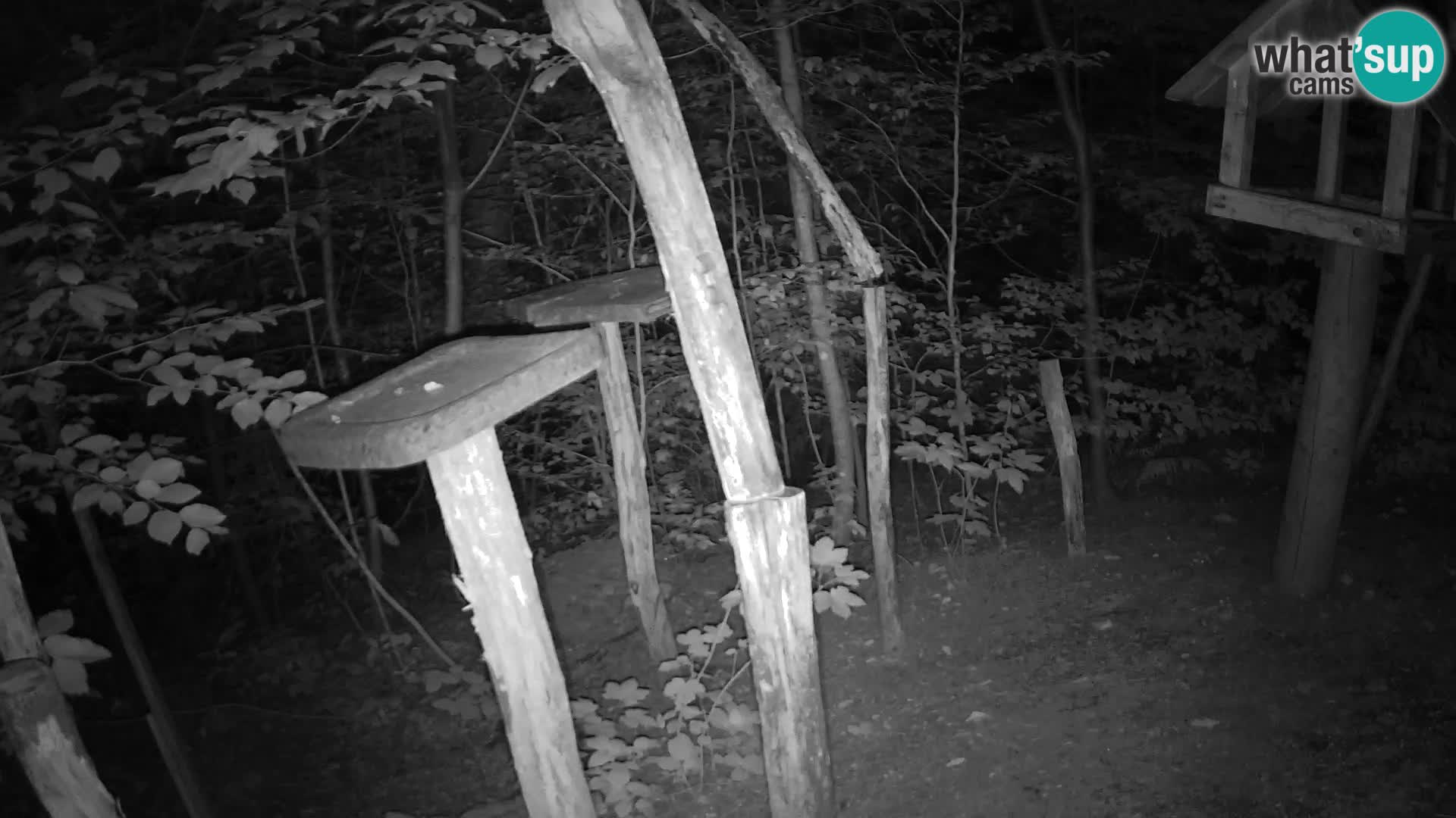 Bird feeders at ZOO Ljubljana webcam