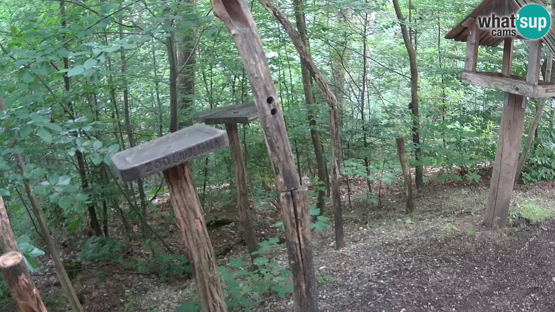 Mangiatoie per uccelli allo ZOO di Lubiana livecam