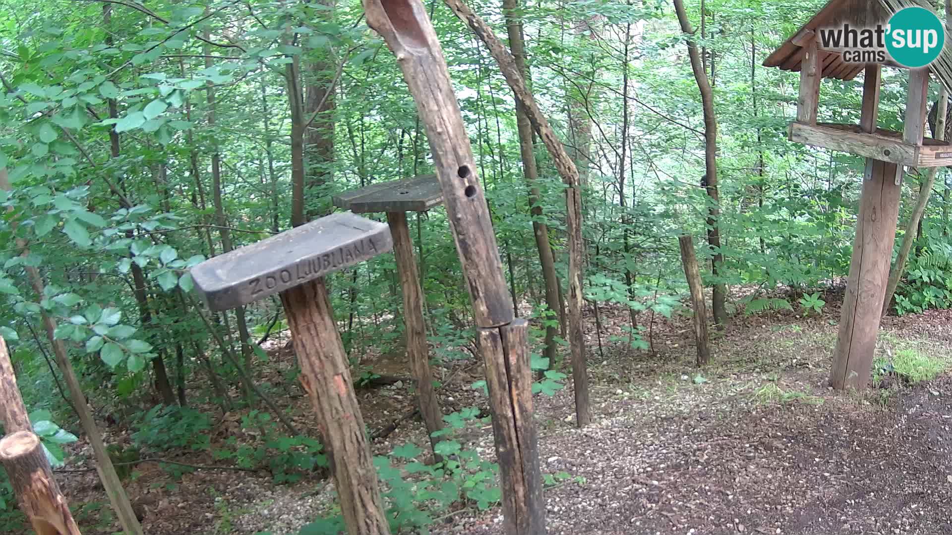 Krmilnice za ptiče v ZOO Ljubljana spletna kamera
