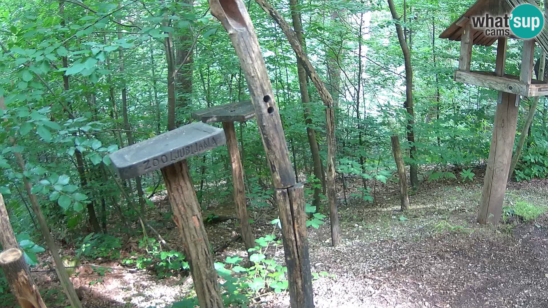 Krmilnice za ptiče v ZOO Ljubljana spletna kamera