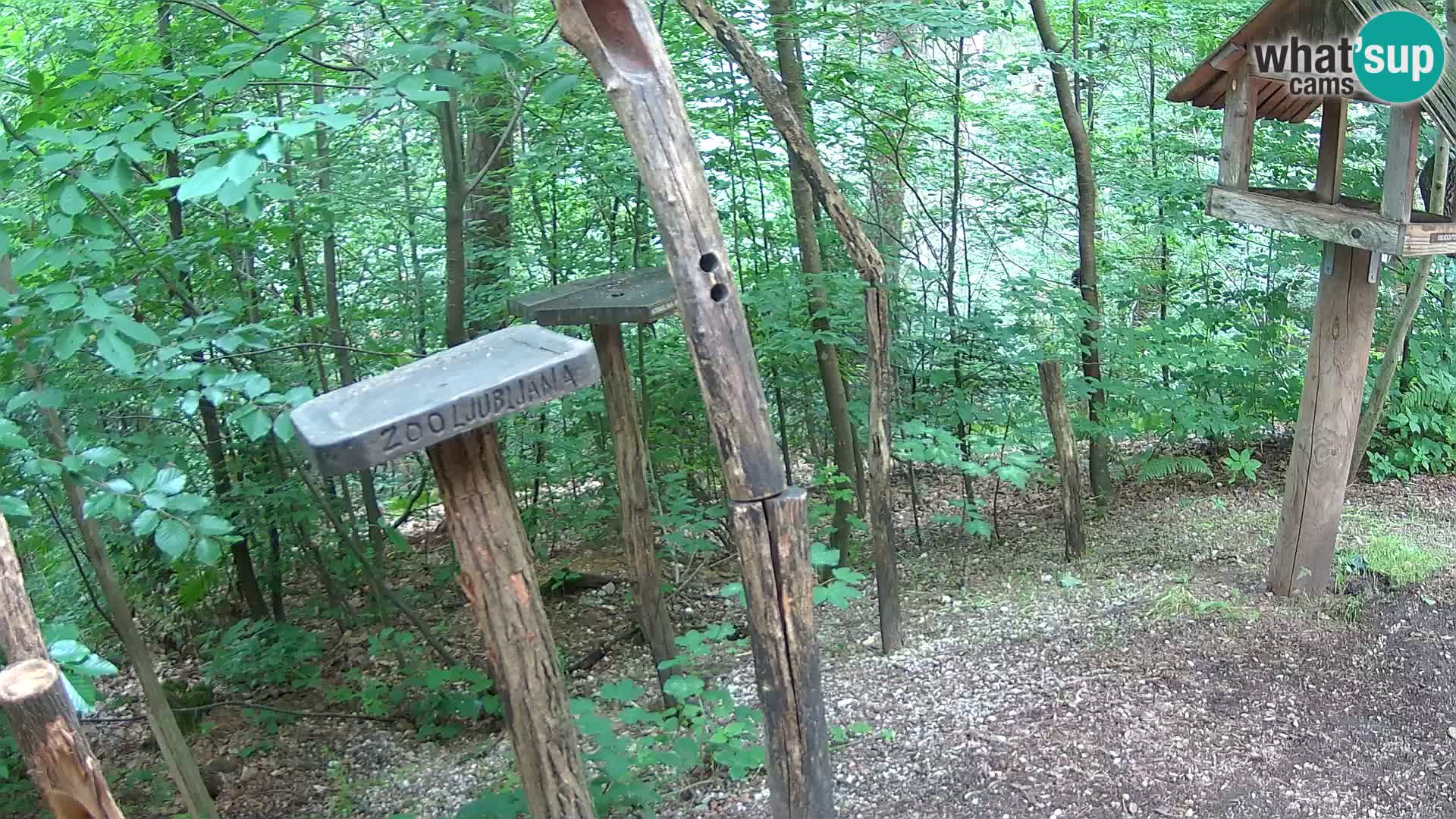 Hranilice za ptice u ZOO web kamera Ljubljana