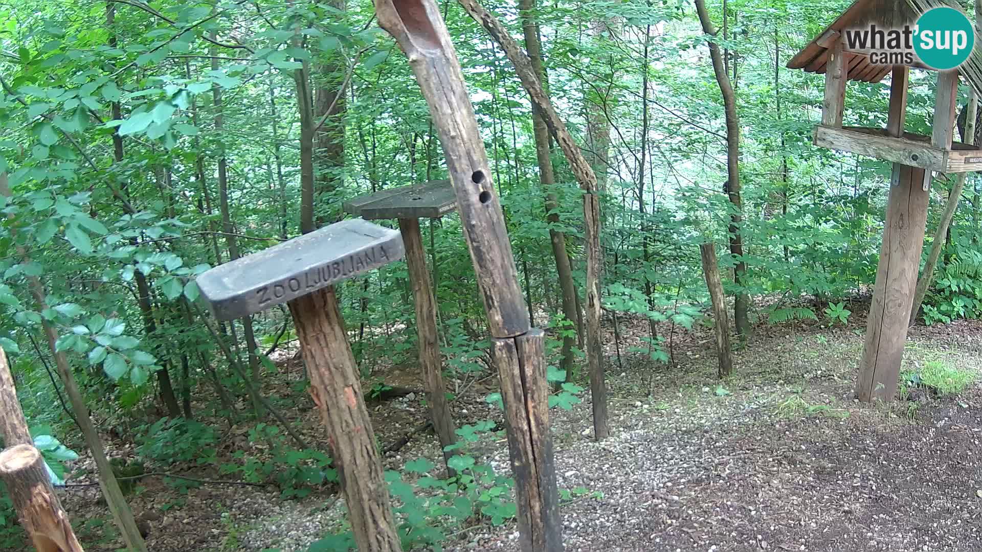 Comederos para pájaros en ZOO Ljubljana camera en vivo
