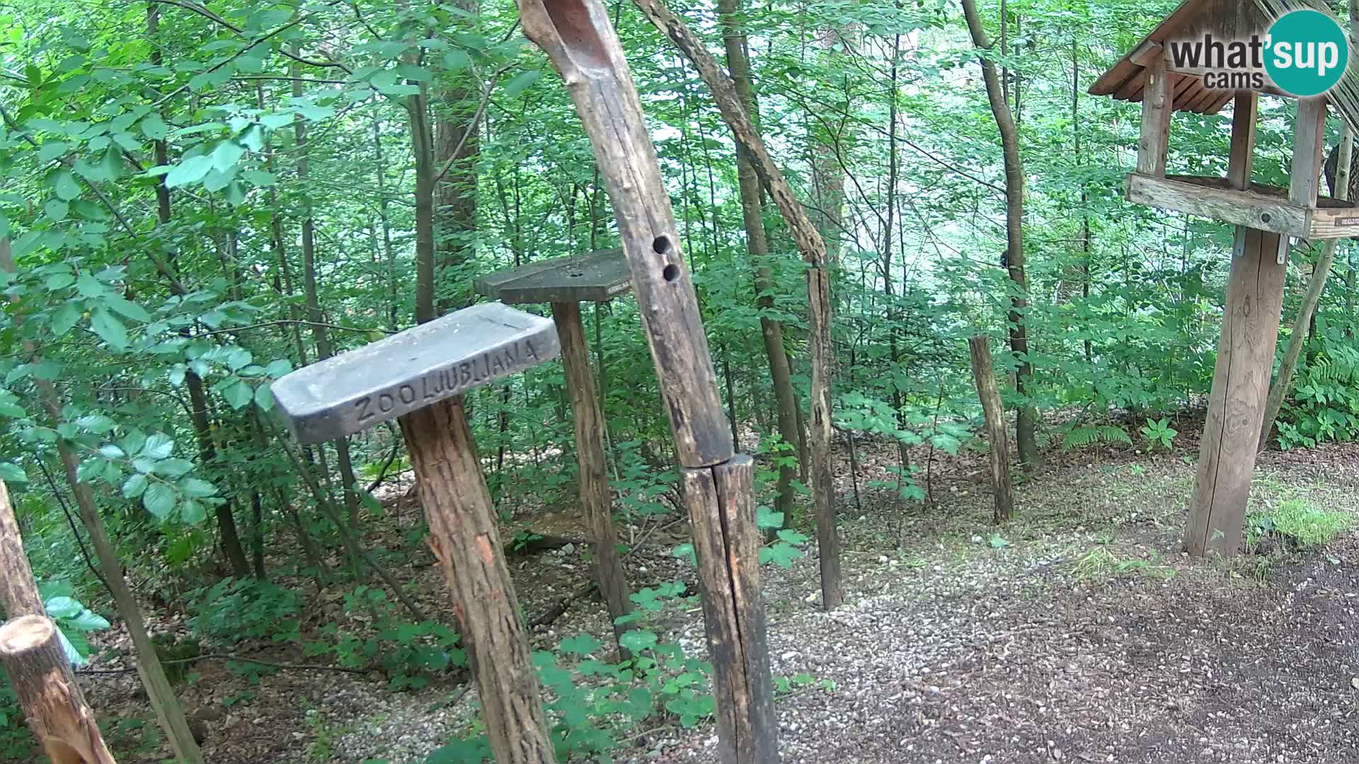 Hranilice za ptice u ZOO web kamera Ljubljana