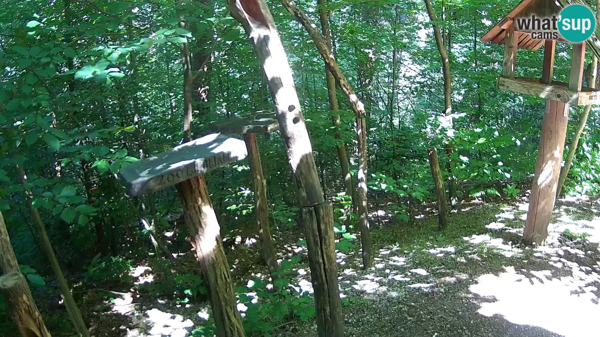 Hranilice za ptice u ZOO web kamera Ljubljana