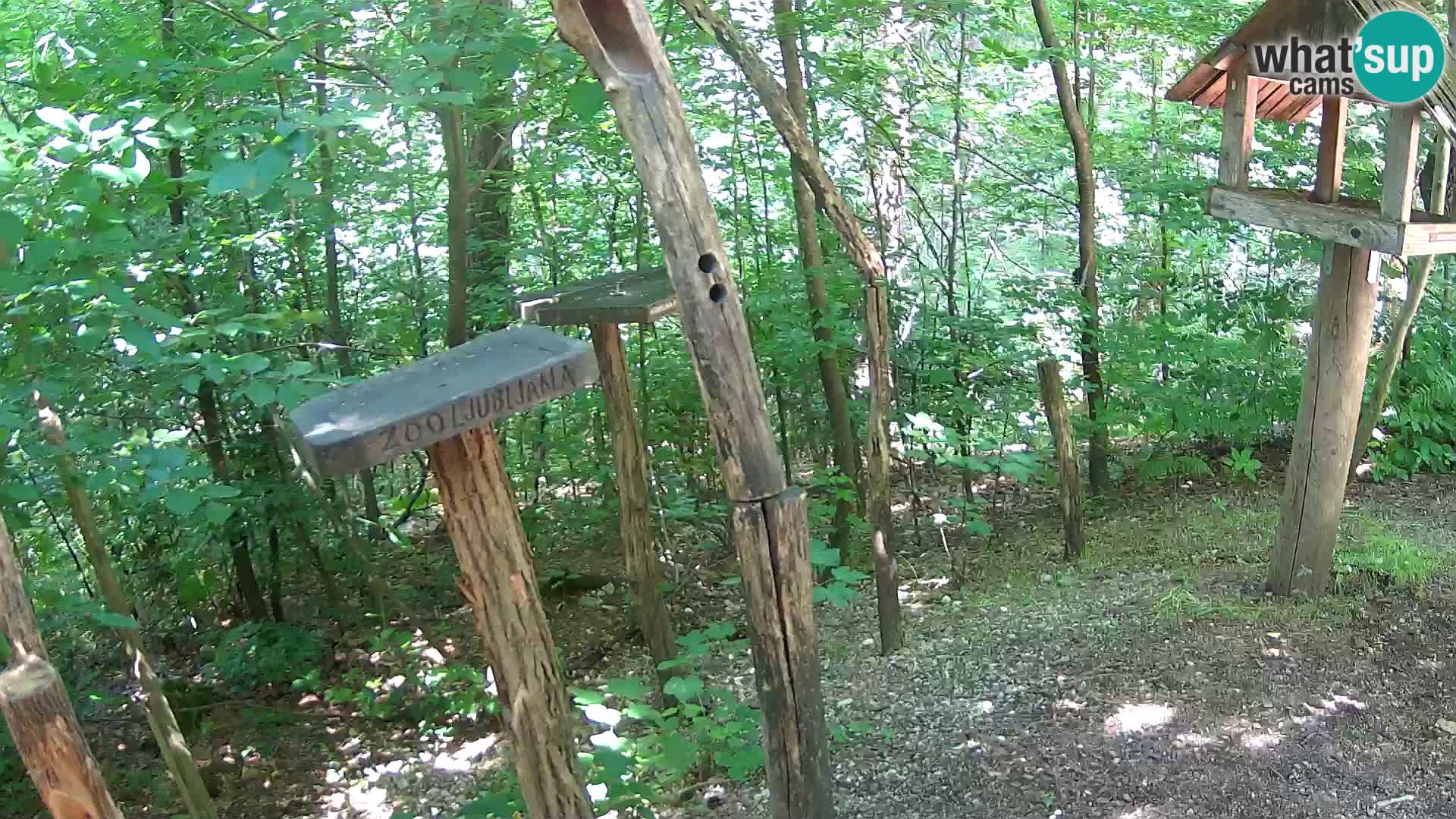 Krmilnice za ptiče v ZOO Ljubljana spletna kamera