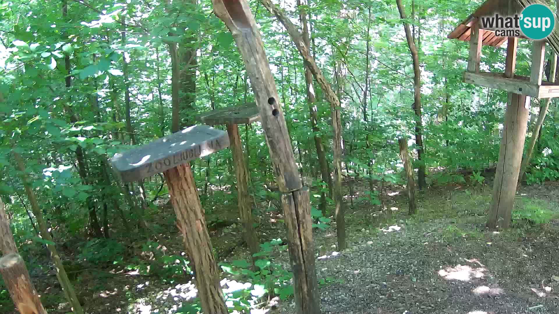 Hranilice za ptice u ZOO web kamera Ljubljana