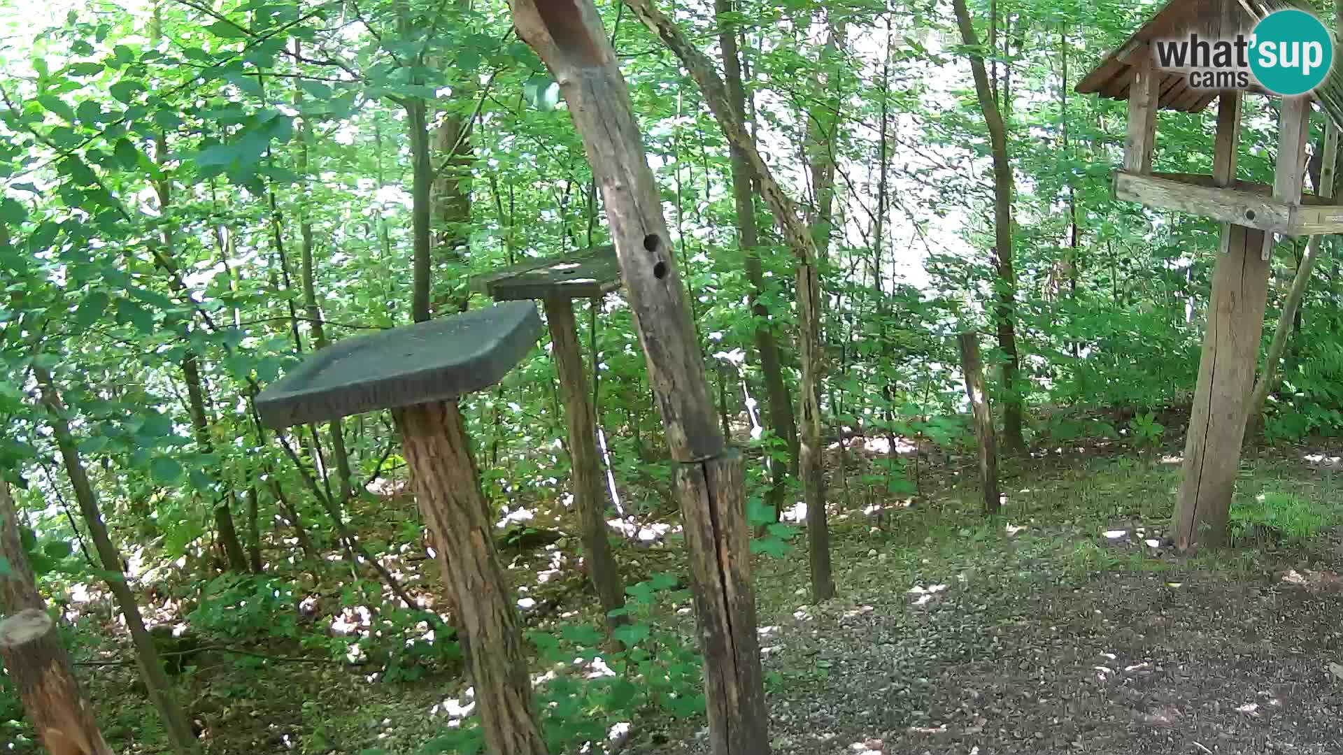 Hranilice za ptice u ZOO web kamera Ljubljana