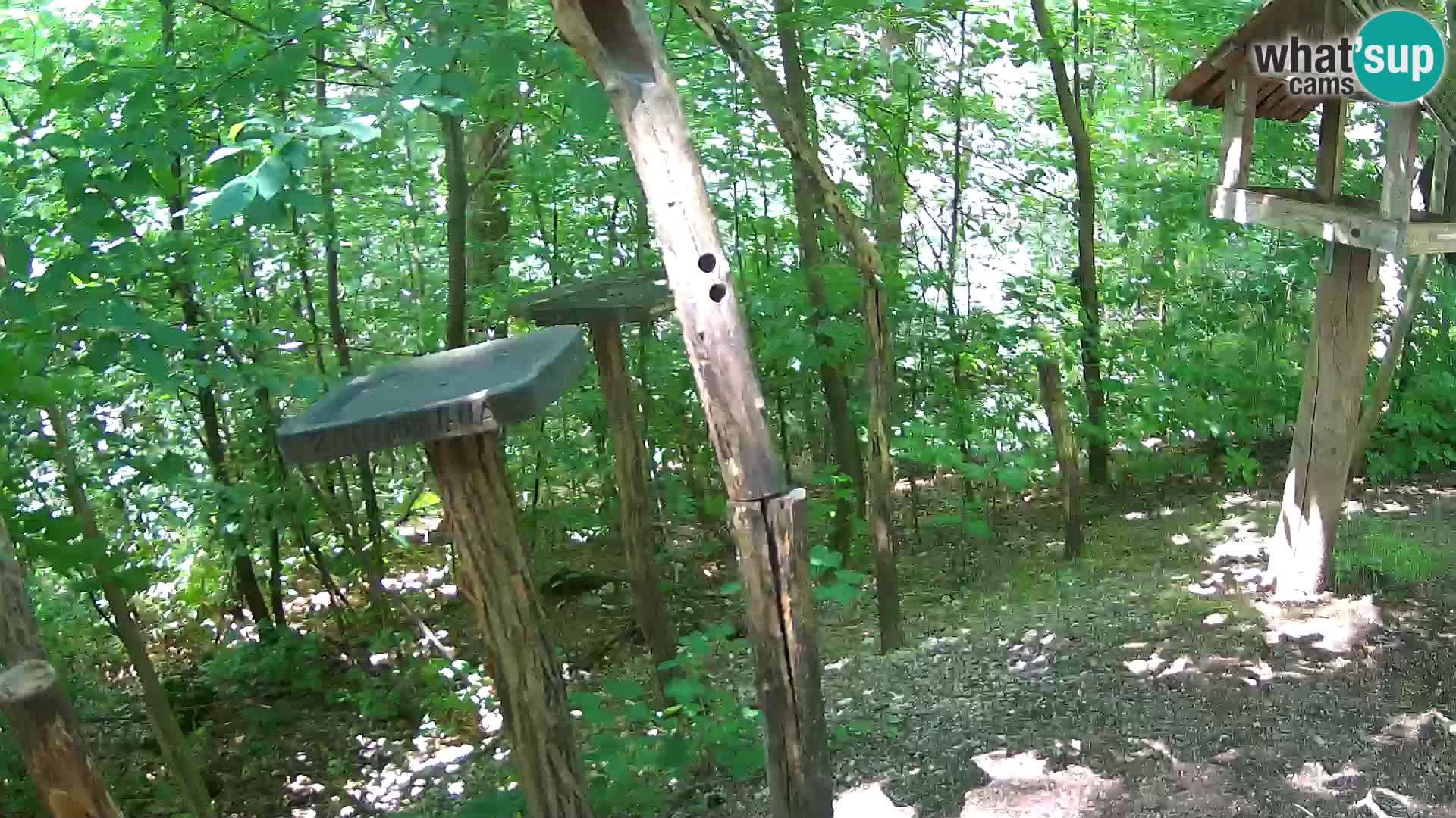 Krmilnice za ptiče v ZOO Ljubljana spletna kamera