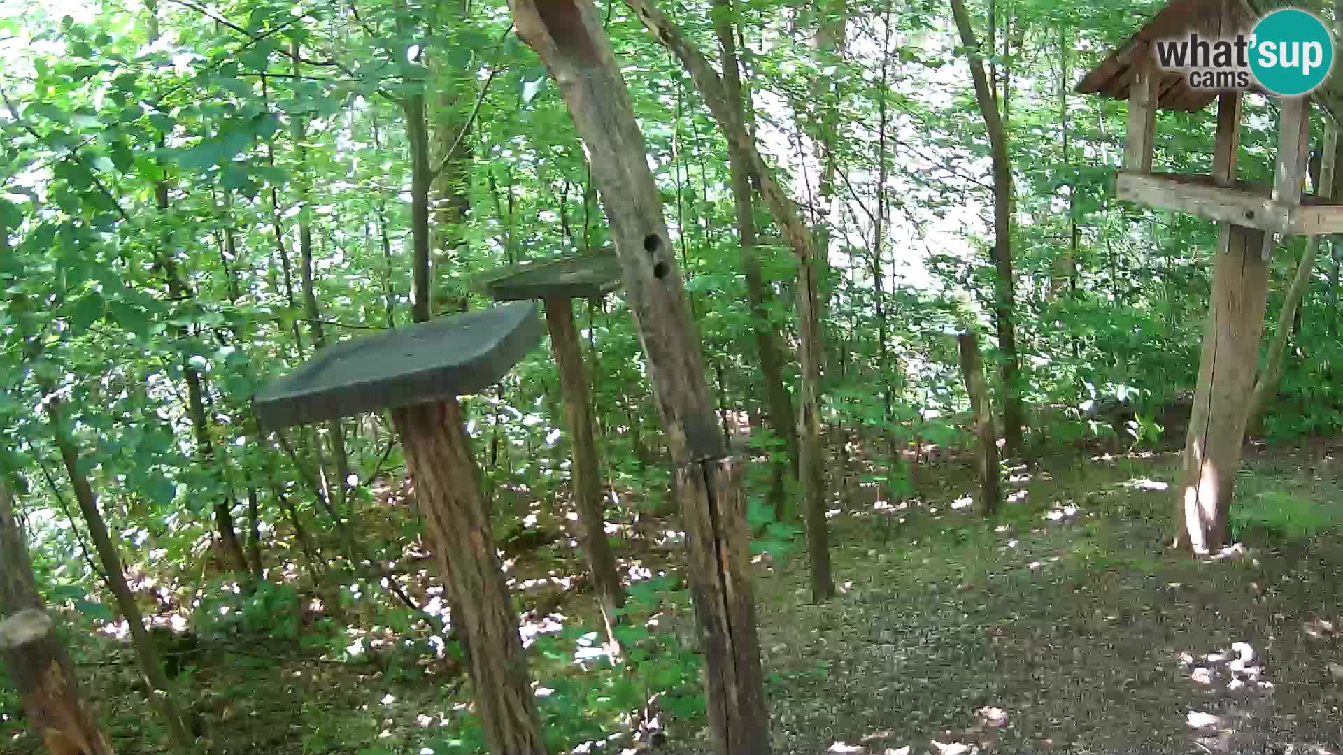 Krmilnice za ptiče v ZOO Ljubljana spletna kamera
