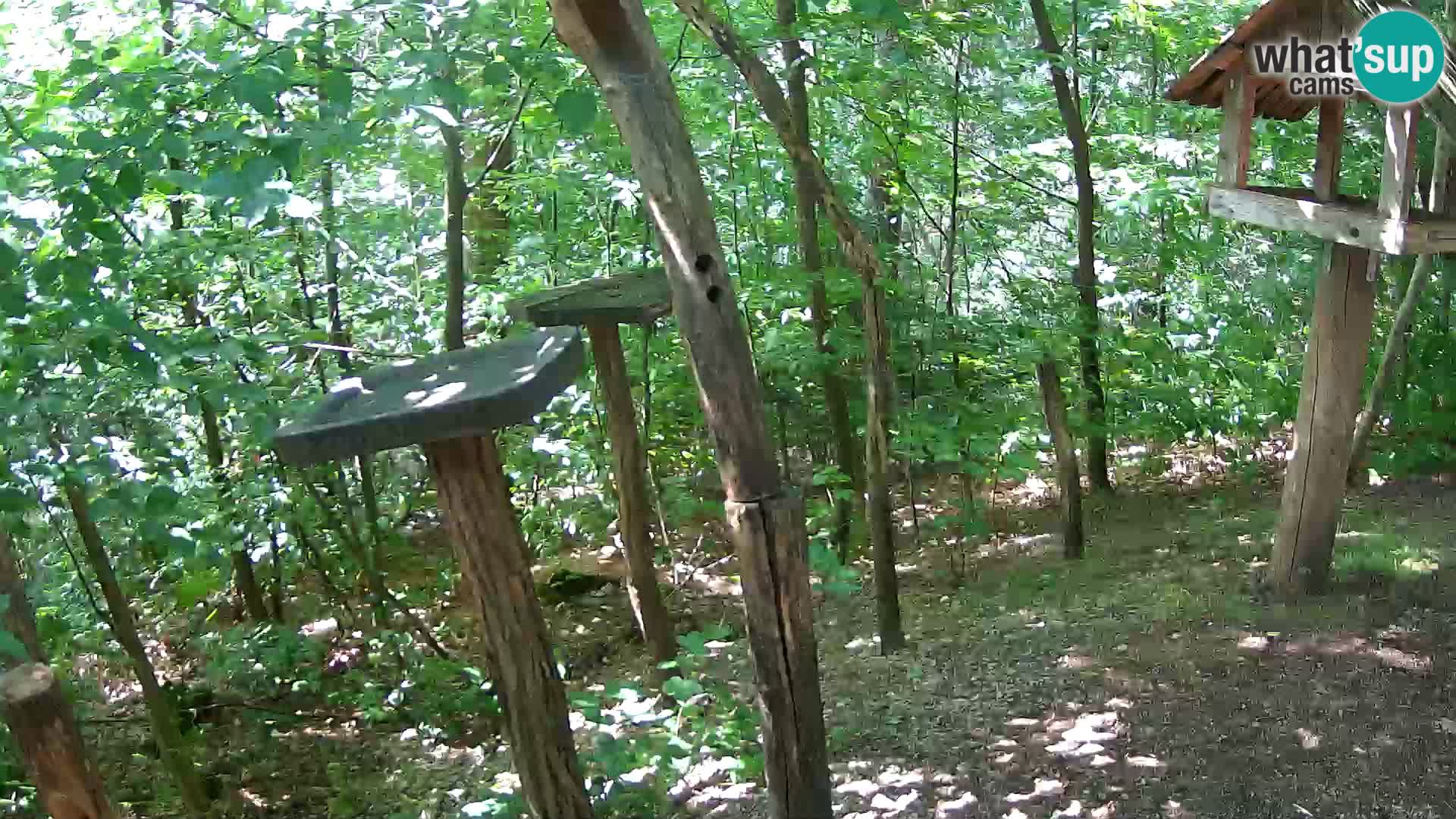 Krmilnice za ptiče v ZOO Ljubljana spletna kamera