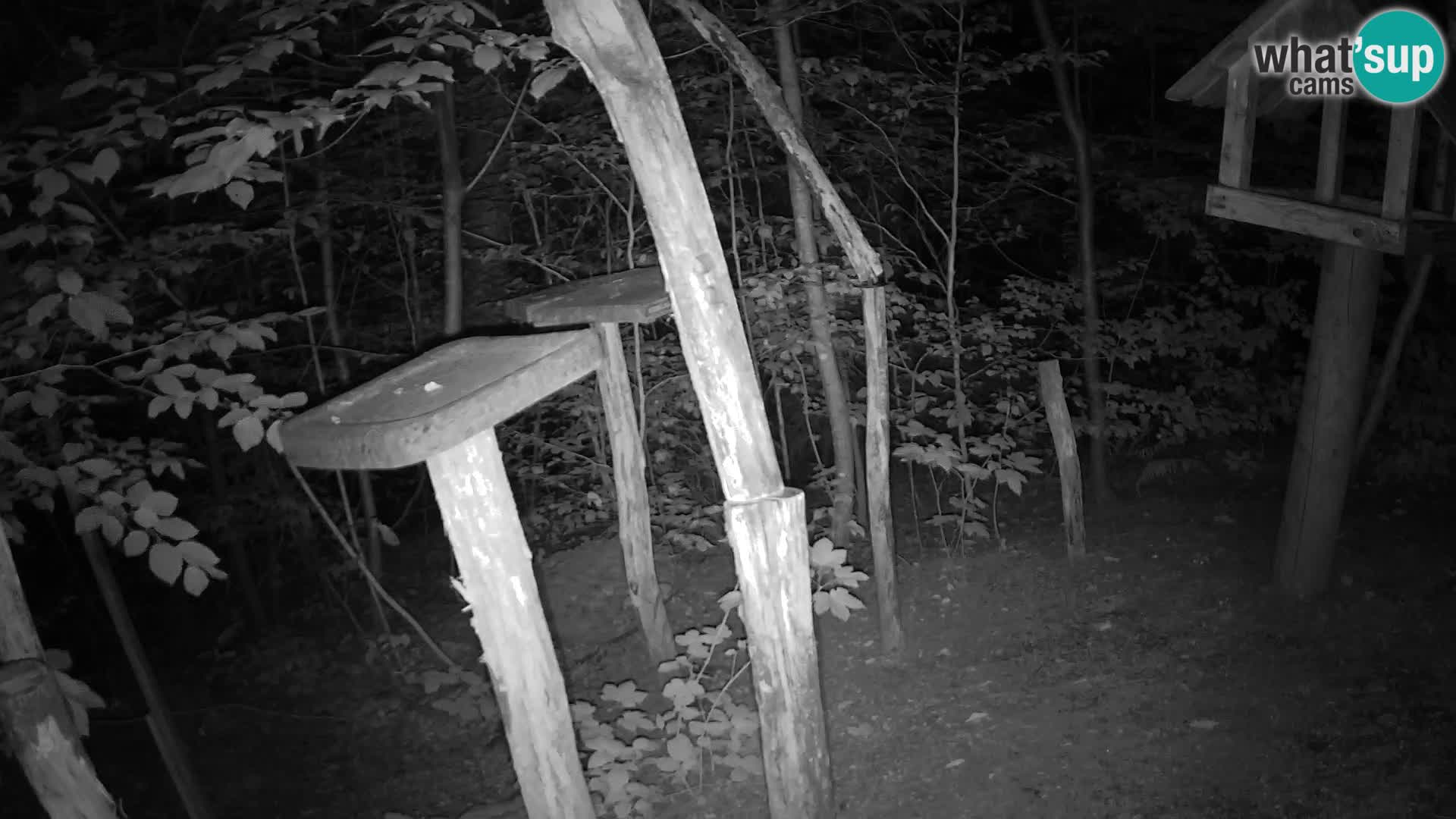 Mangiatoie per uccelli allo ZOO di Lubiana livecam