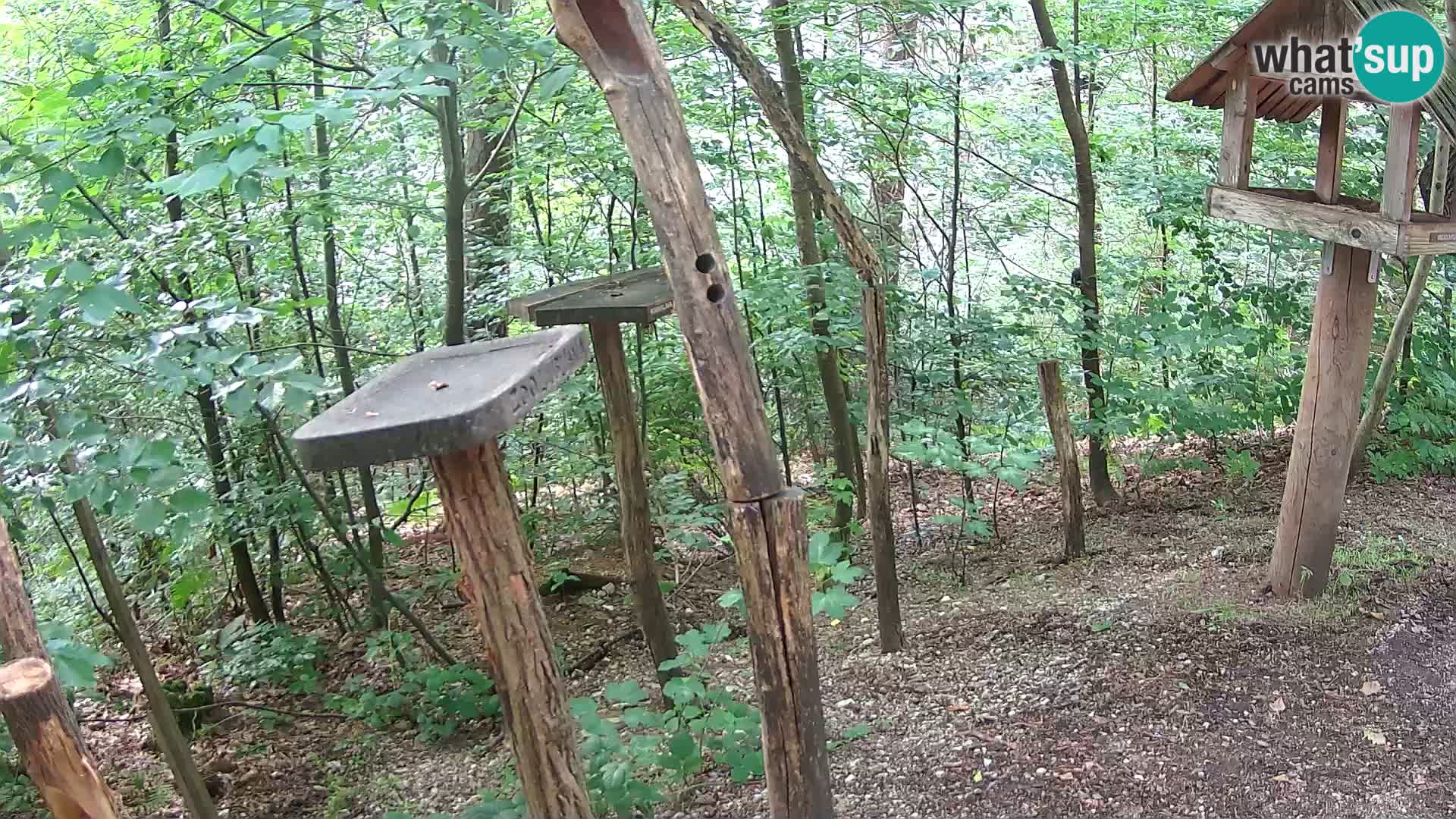 Mangeoires pour oiseaux au ZOO live webcam Ljubljana