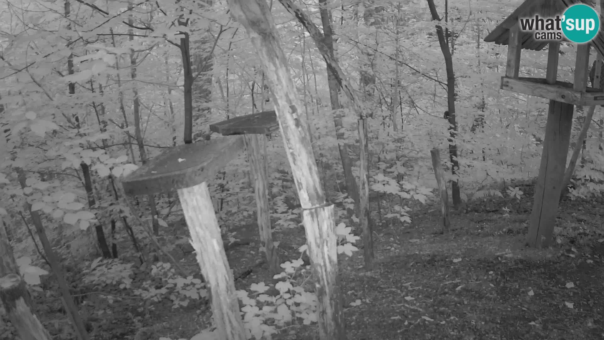 Bird feeders at ZOO Ljubljana webcam