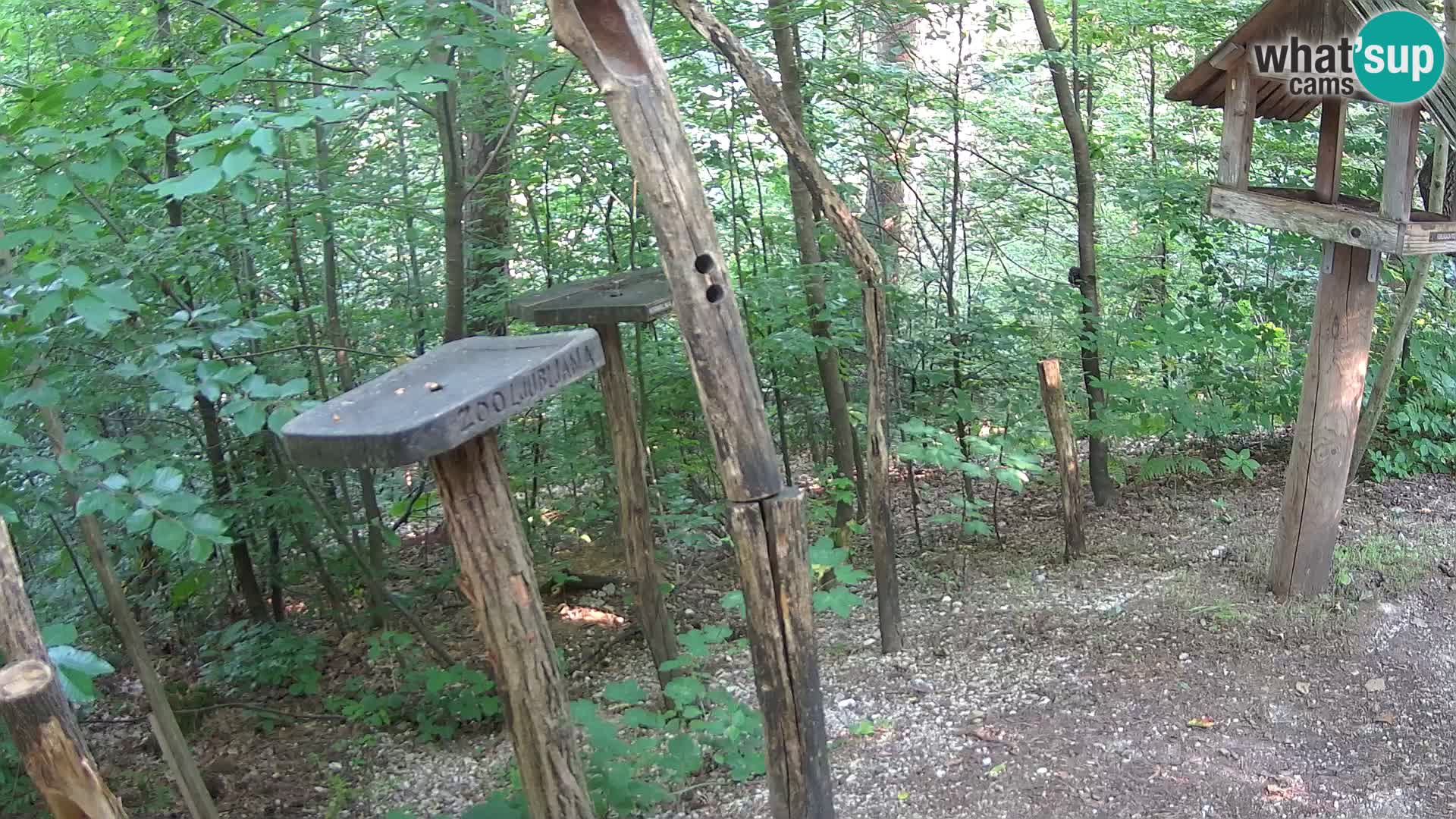 Hranilice za ptice u ZOO web kamera Ljubljana