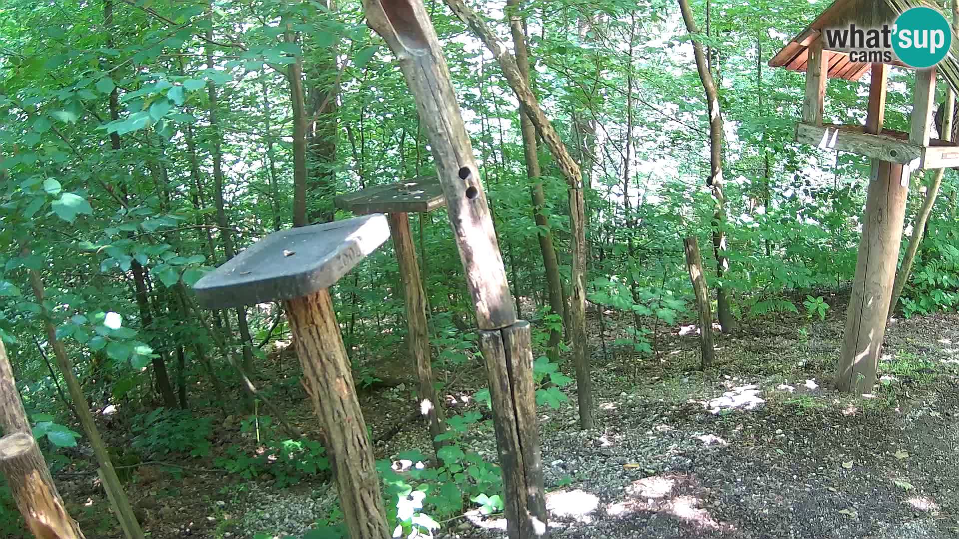 Hranilice za ptice u ZOO web kamera Ljubljana