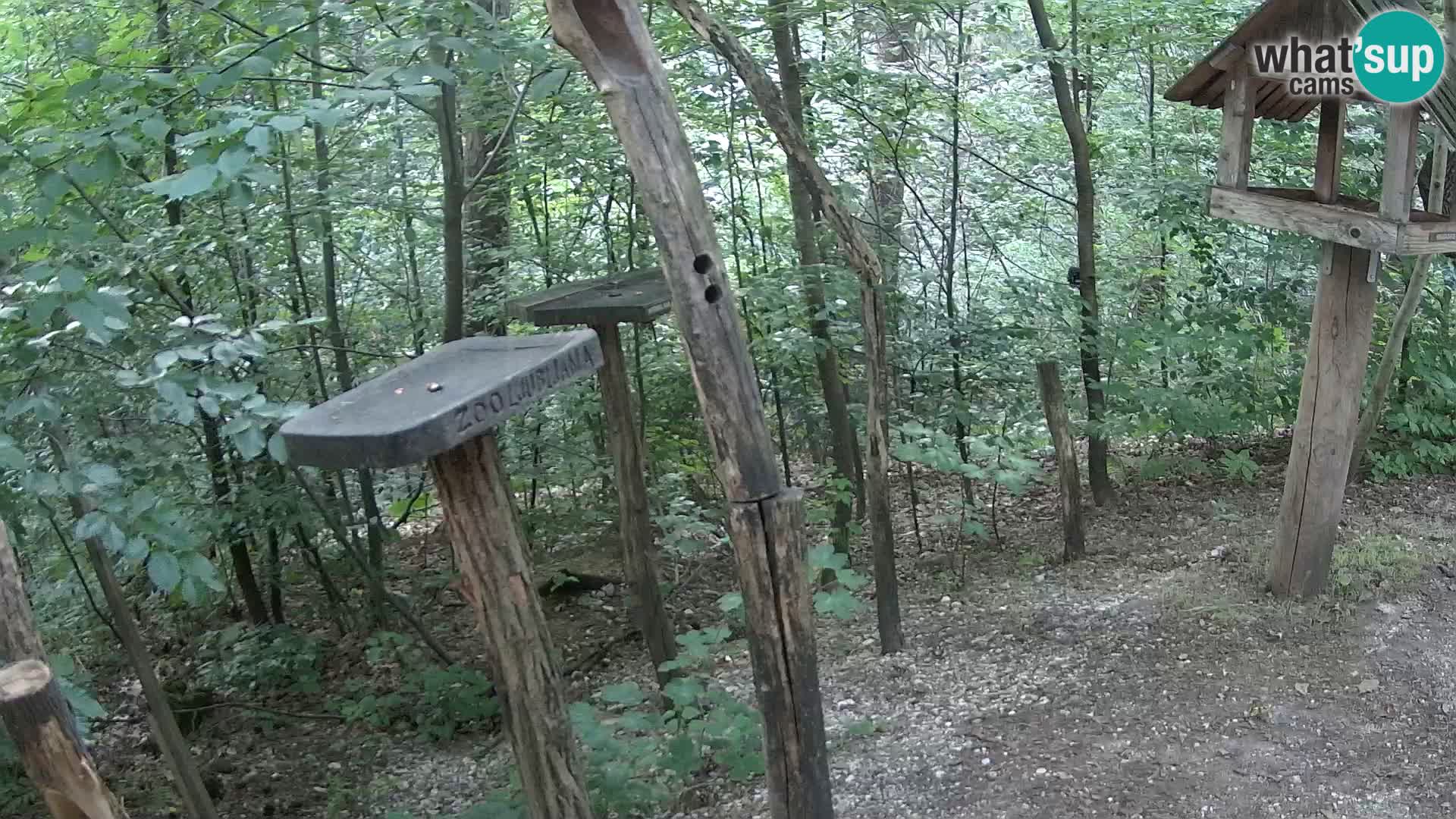 Vogelfutterhäuschen im ZOO webcam Ljubljana
