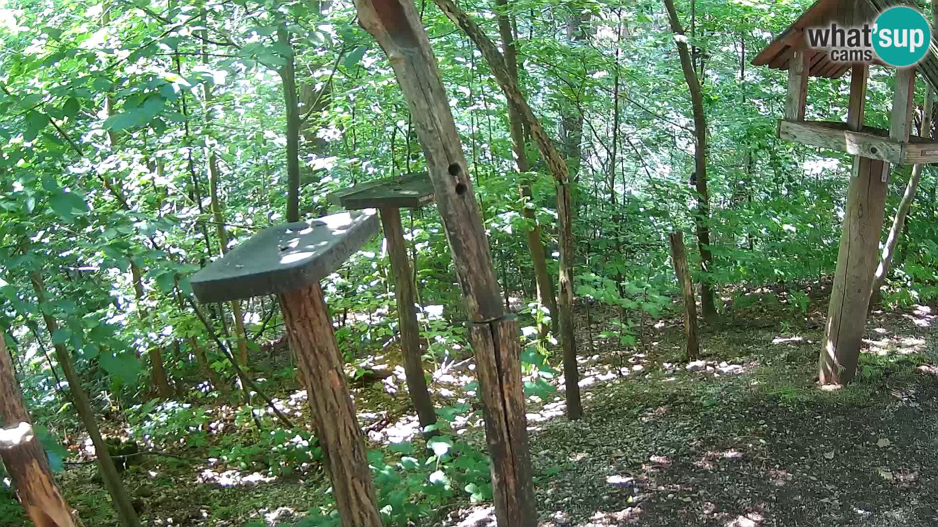Mangeoires pour oiseaux au ZOO live webcam Ljubljana