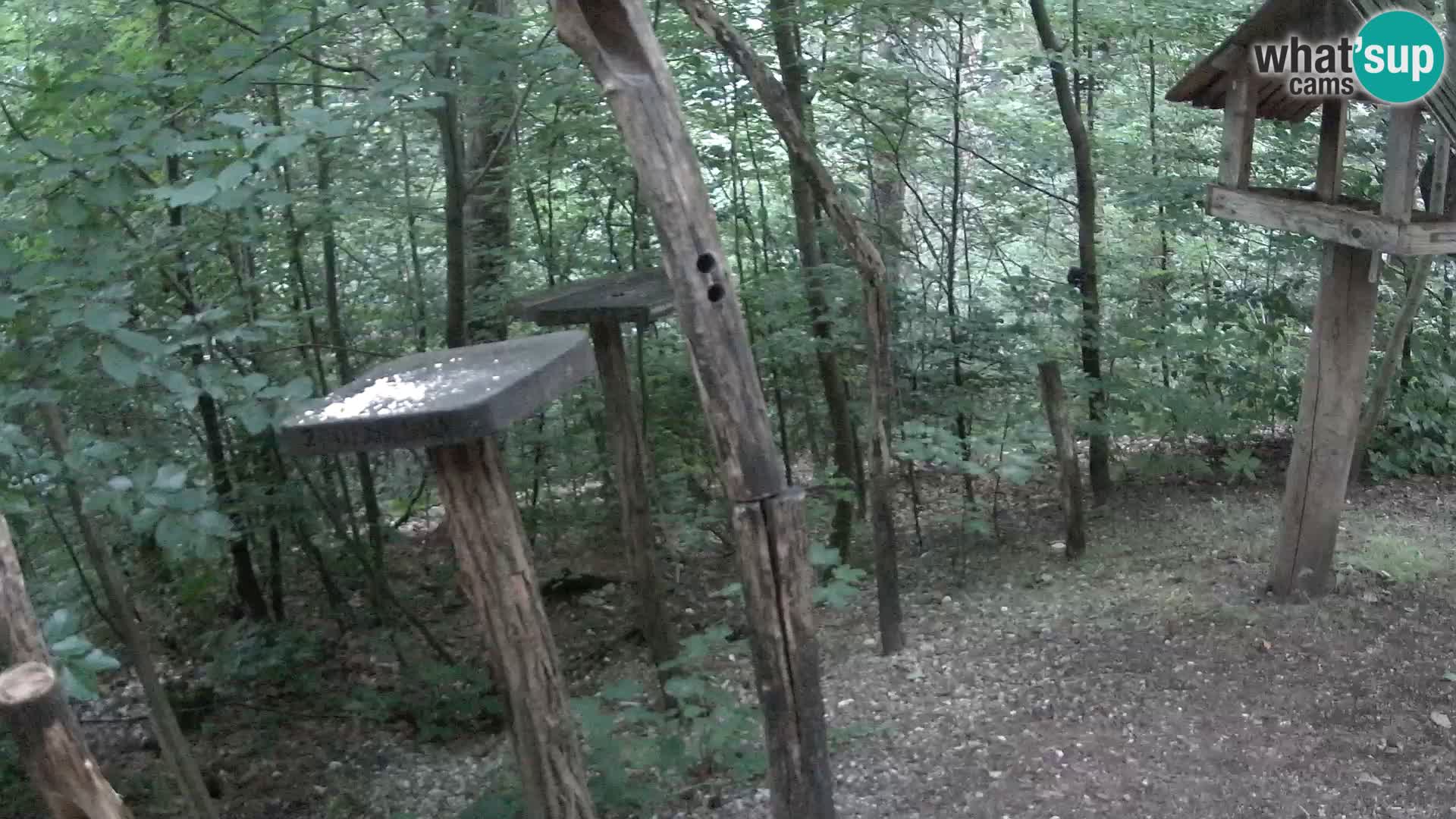 Comederos para pájaros en ZOO Ljubljana camera en vivo