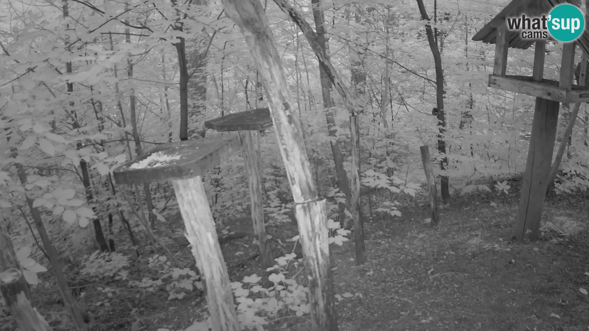 Mangiatoie per uccelli allo ZOO di Lubiana livecam