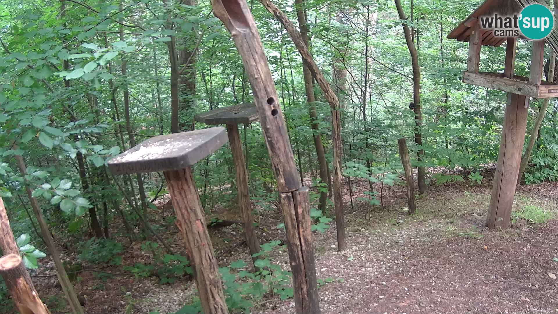 Comederos para pájaros en ZOO Ljubljana camera en vivo