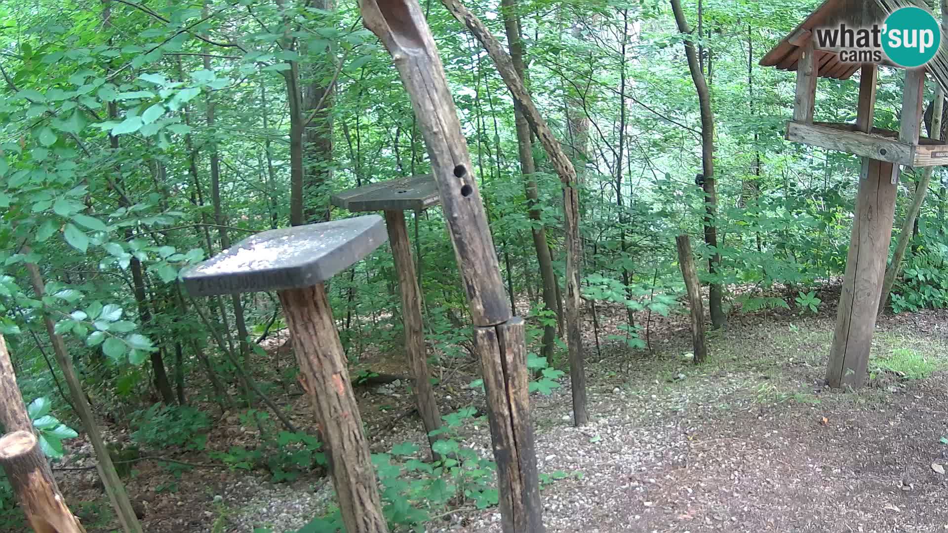 Comederos para pájaros en ZOO Ljubljana camera en vivo