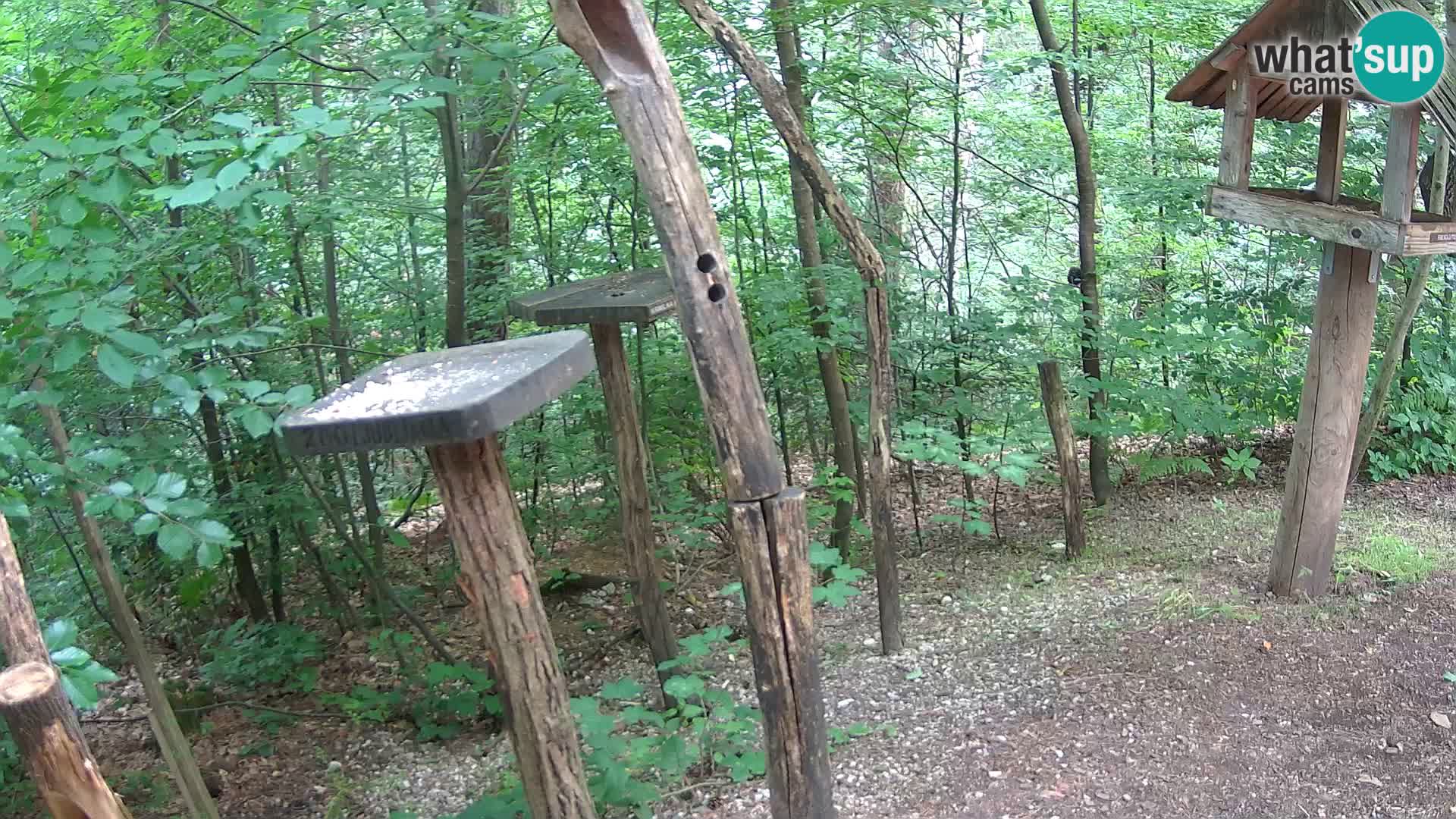 Comederos para pájaros en ZOO Ljubljana camera en vivo