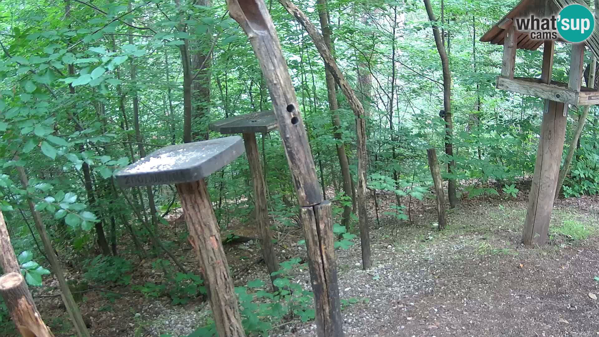 Comederos para pájaros en ZOO Ljubljana camera en vivo