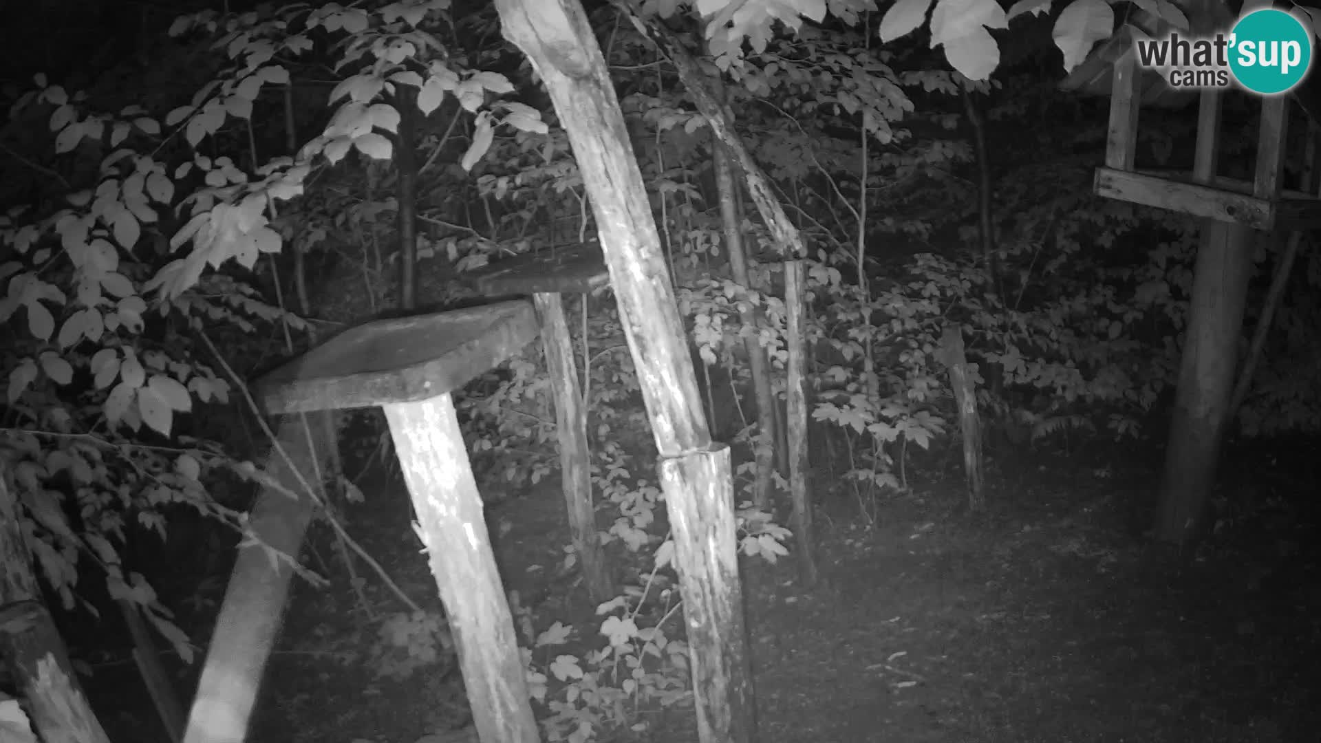 Vogelfutterhäuschen im ZOO webcam Ljubljana