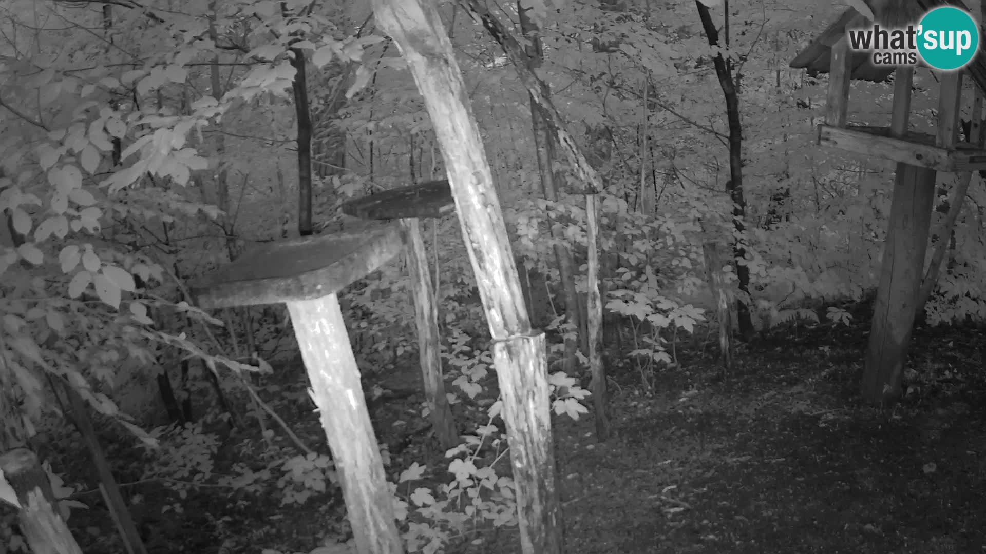 Comederos para pájaros en ZOO Ljubljana camera en vivo