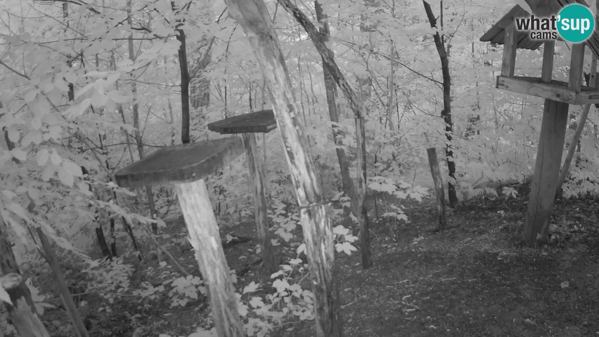 Mangiatoie per uccelli allo ZOO di Lubiana livecam