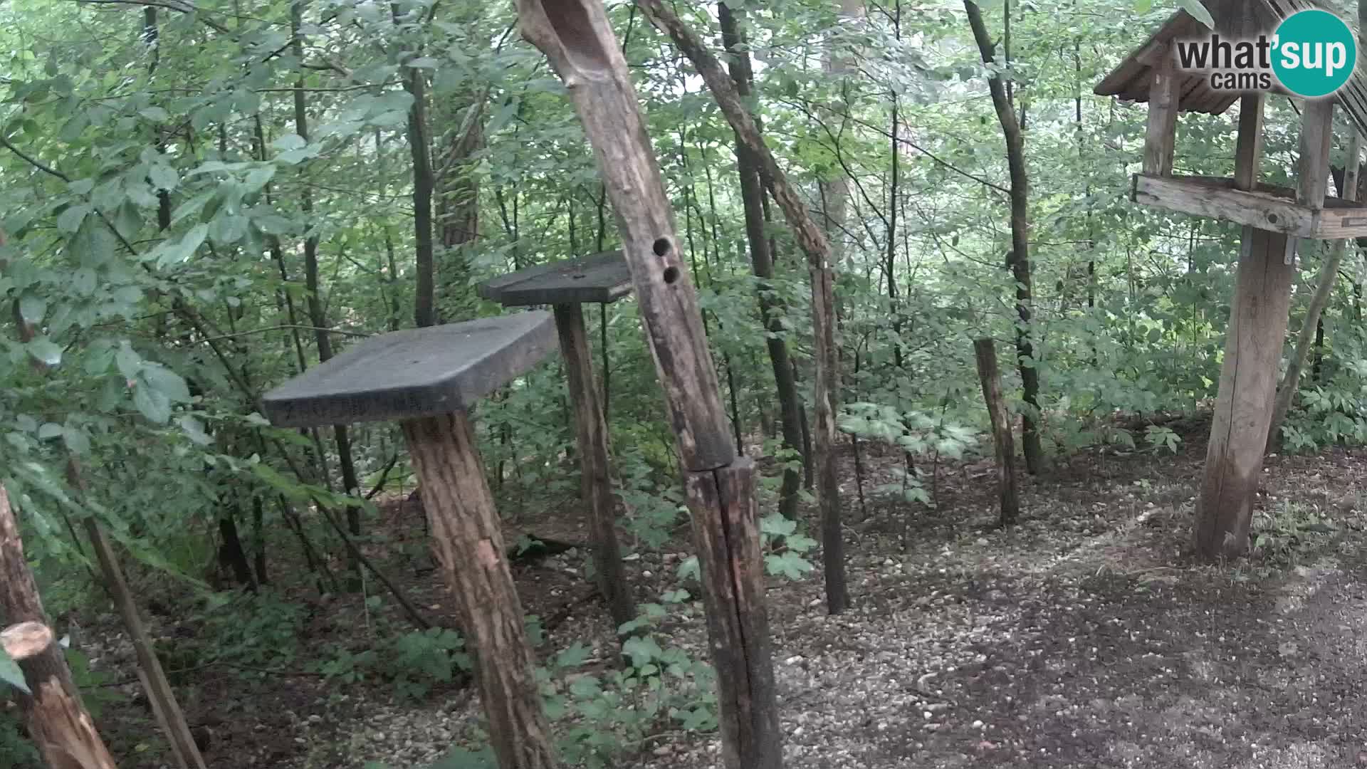 Krmilnice za ptiče v ZOO Ljubljana spletna kamera