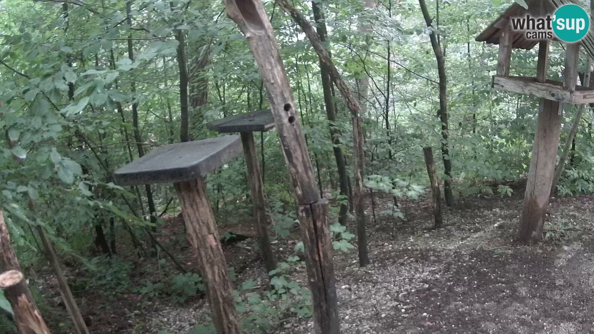 Comederos para pájaros en ZOO Ljubljana camera en vivo