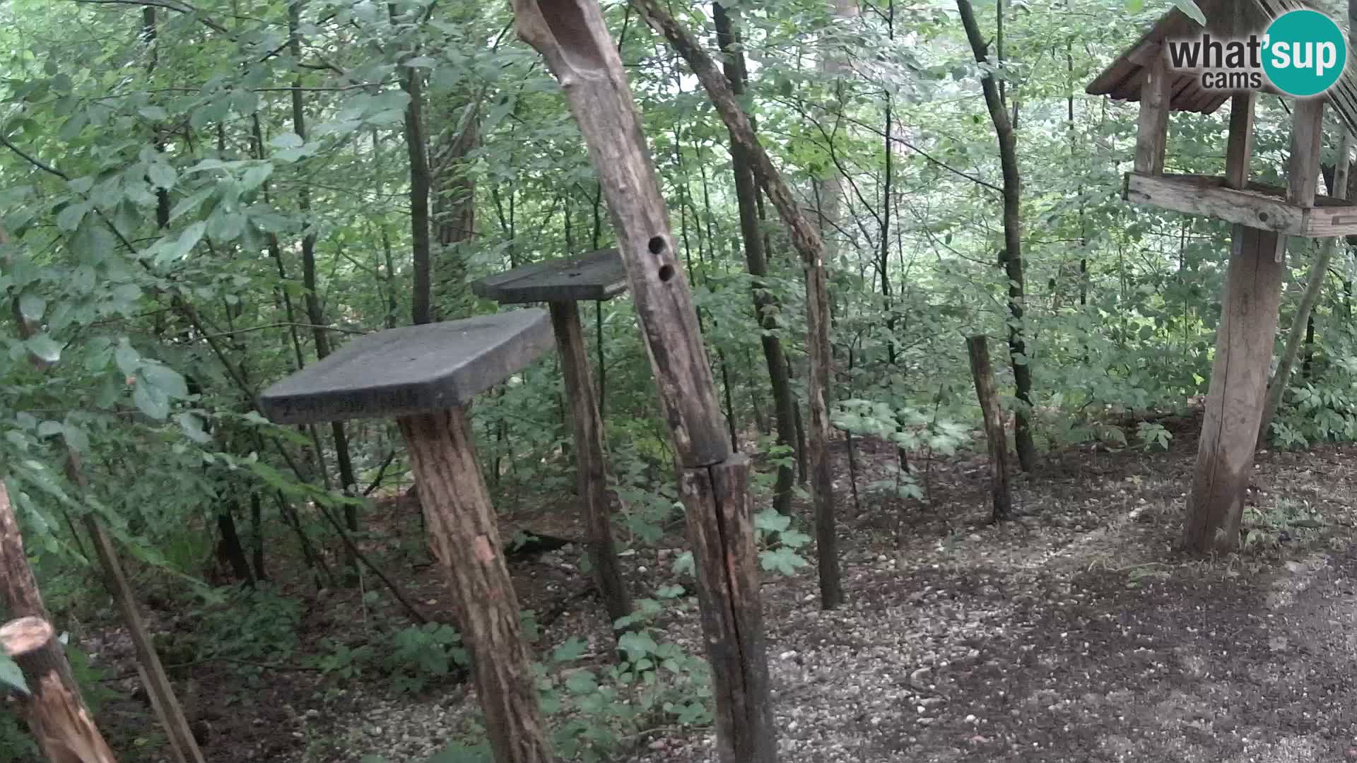 Krmilnice za ptiče v ZOO Ljubljana spletna kamera