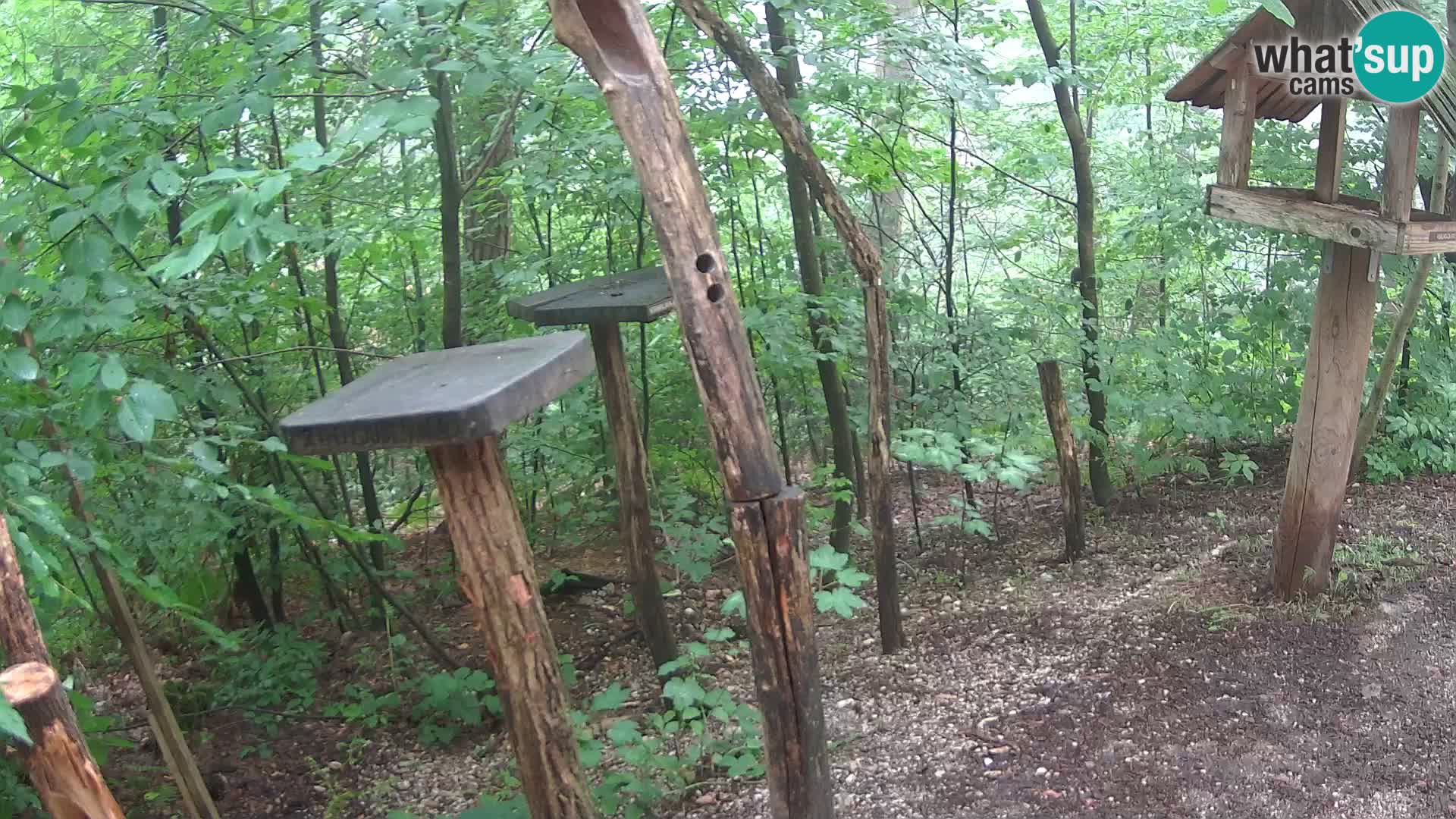 Krmilnice za ptiče v ZOO Ljubljana spletna kamera