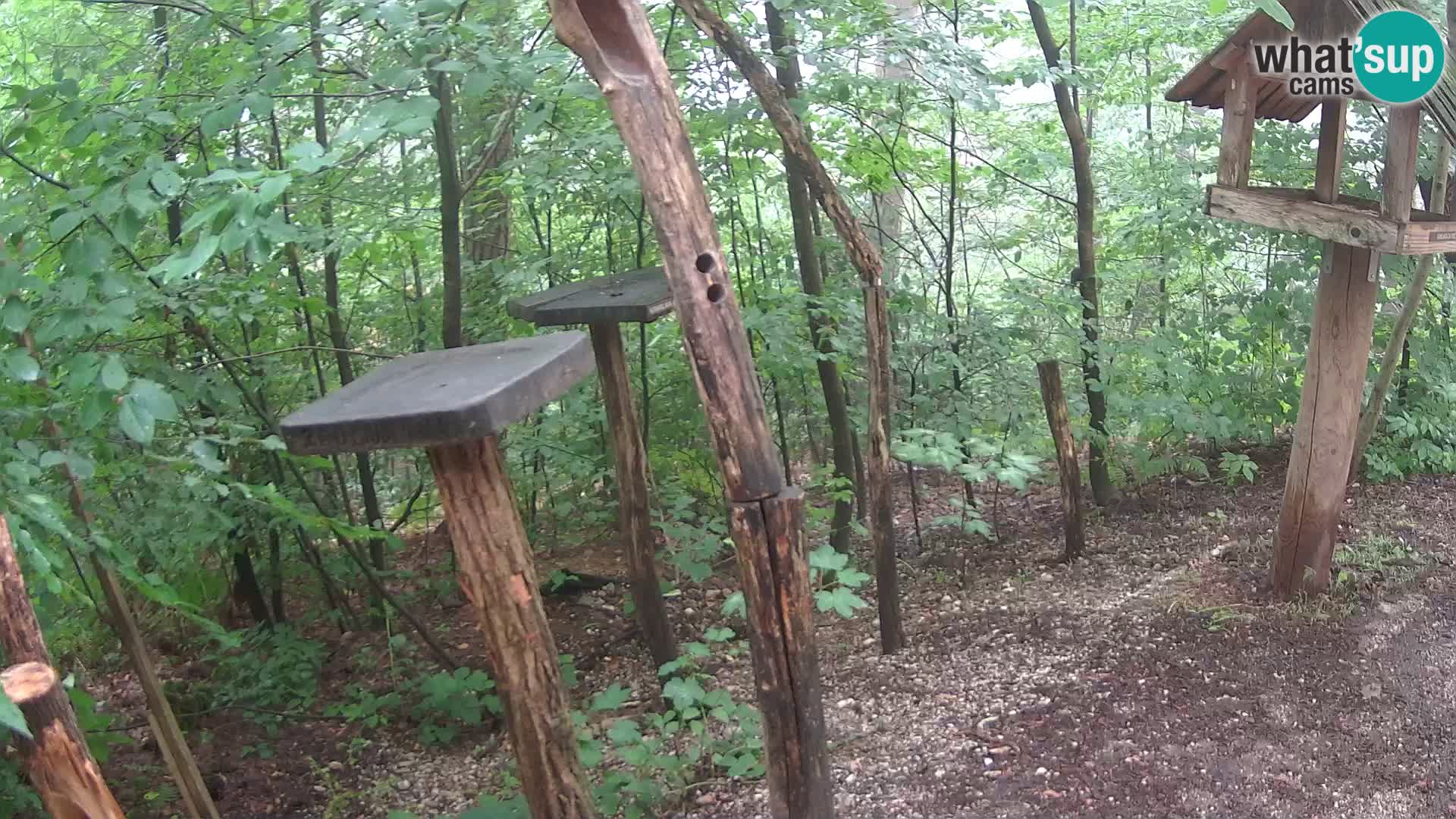 Krmilnice za ptiče v ZOO Ljubljana spletna kamera