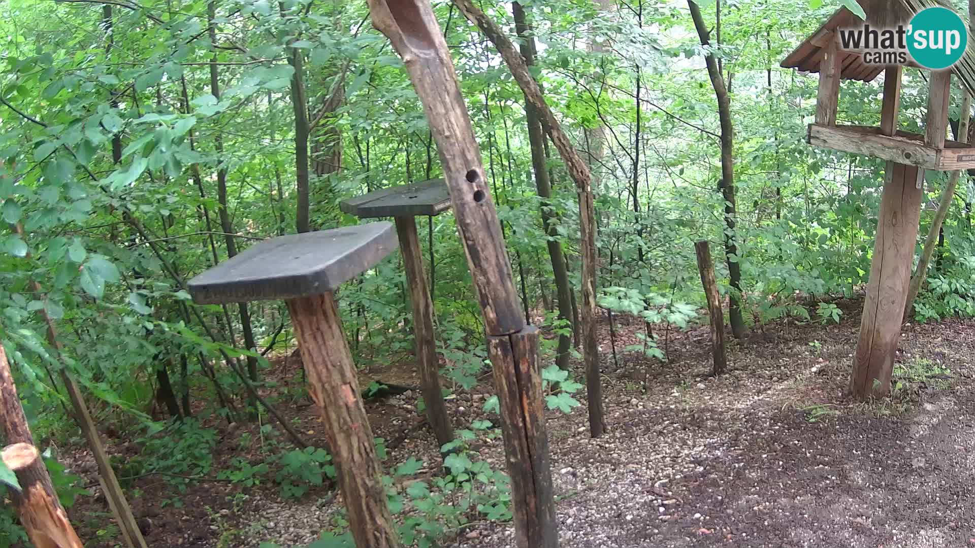 Mangeoires pour oiseaux au ZOO live webcam Ljubljana
