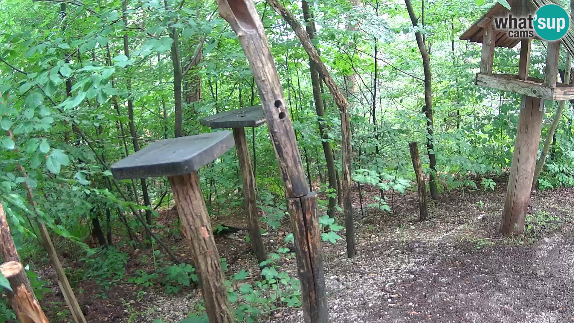 Krmilnice za ptiče v ZOO Ljubljana spletna kamera