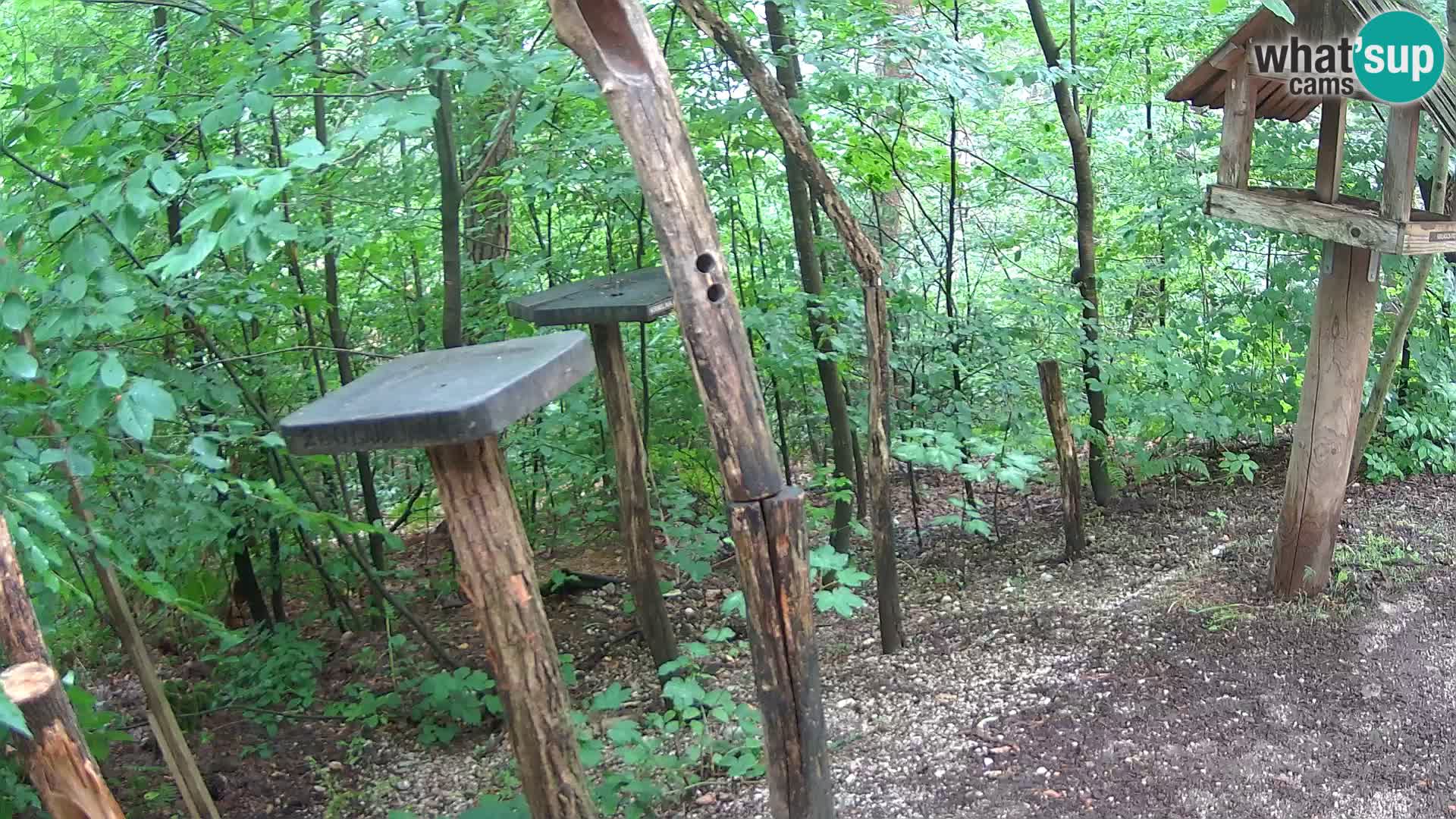 Krmilnice za ptiče v ZOO Ljubljana spletna kamera