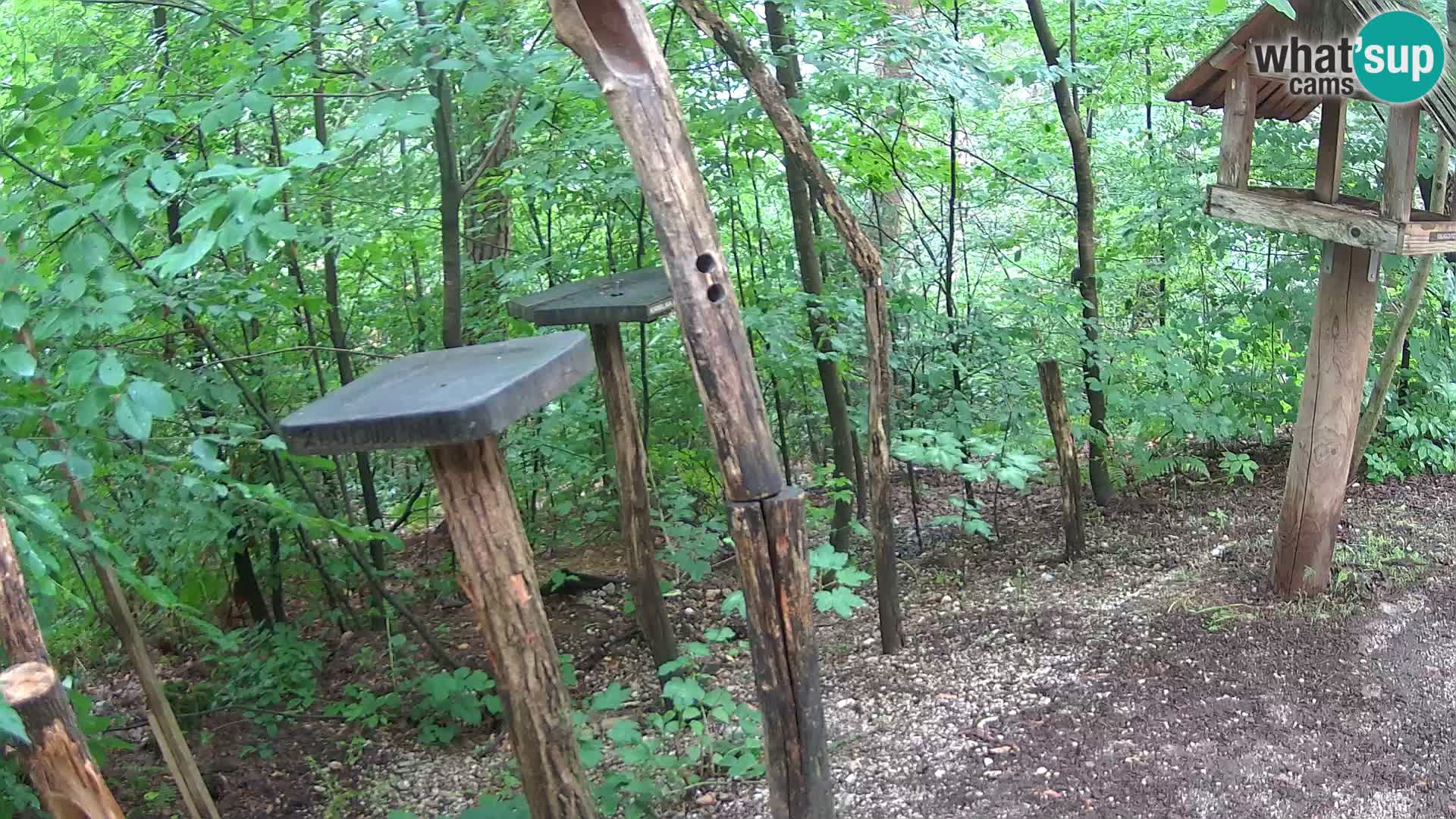 Vogelfutterhäuschen im ZOO webcam Ljubljana